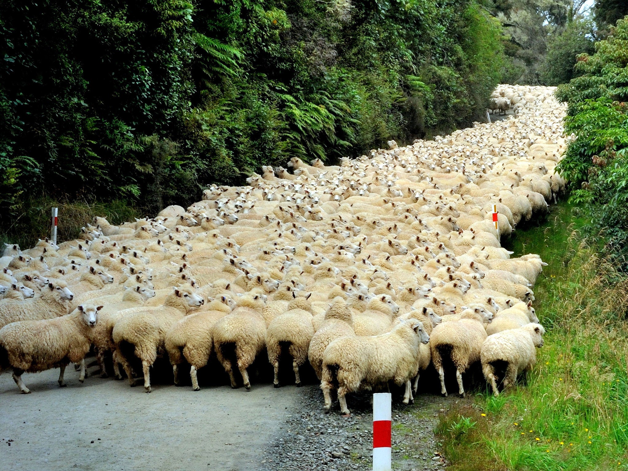 Sheep in New Zealand head down the road to their semi-annual shearing