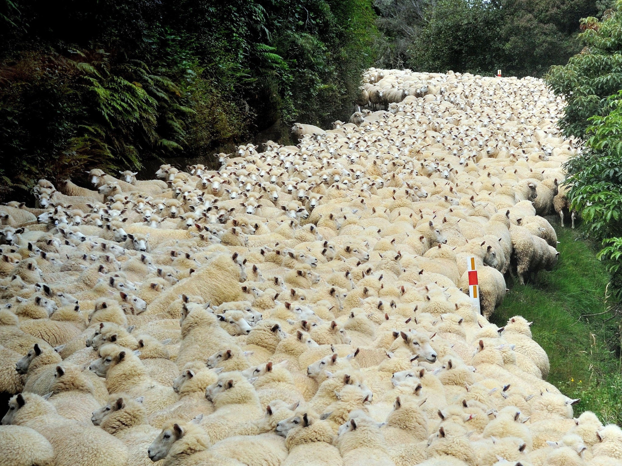 New Zealand is home to six times as many sheep as people