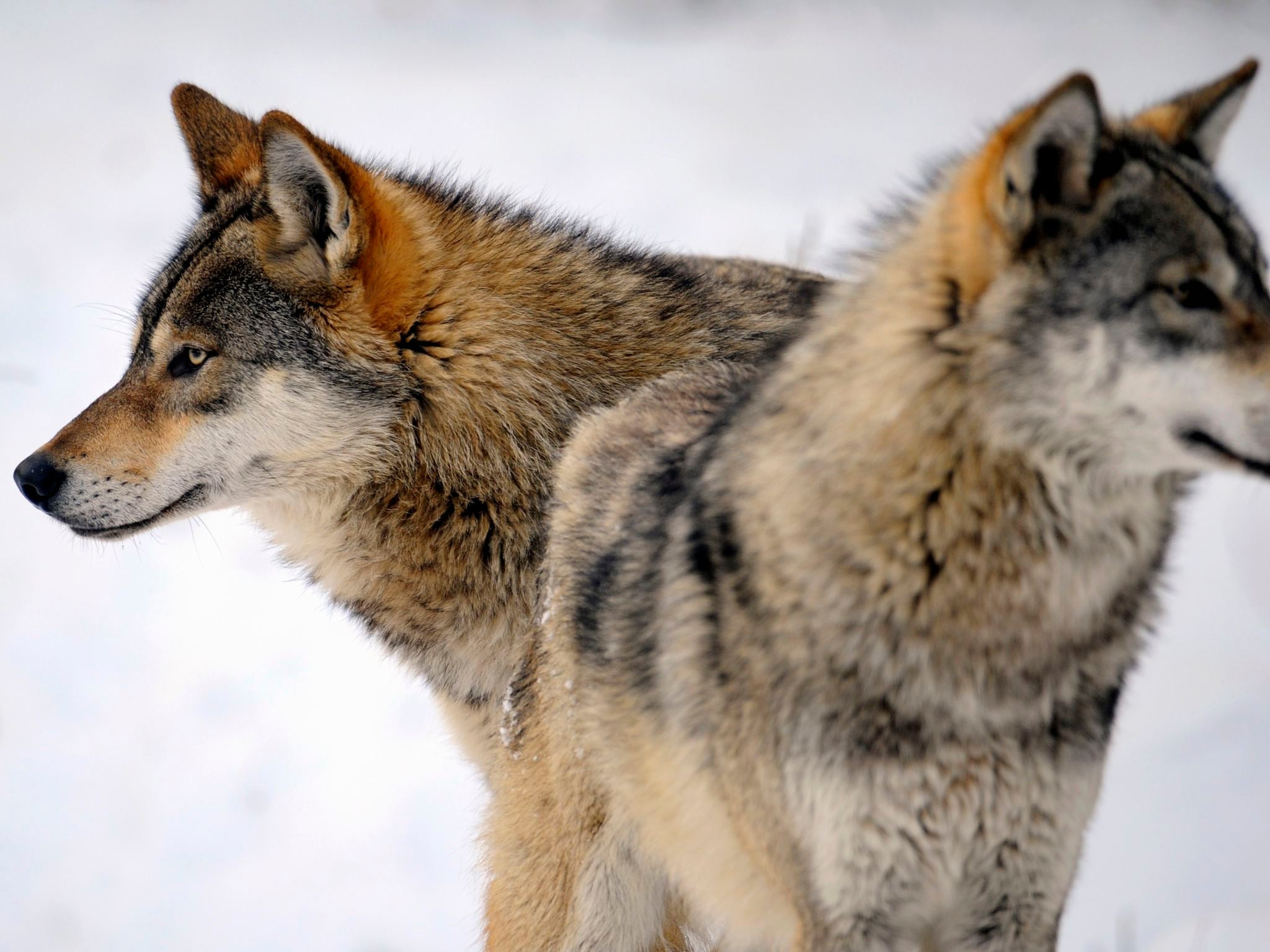 Dogs have been man's best friend for the last 32,000 years (Getty)