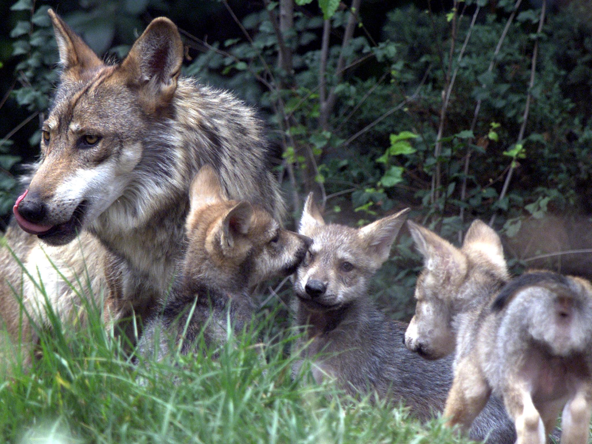 Wolves just too social not to make friends (Getty)