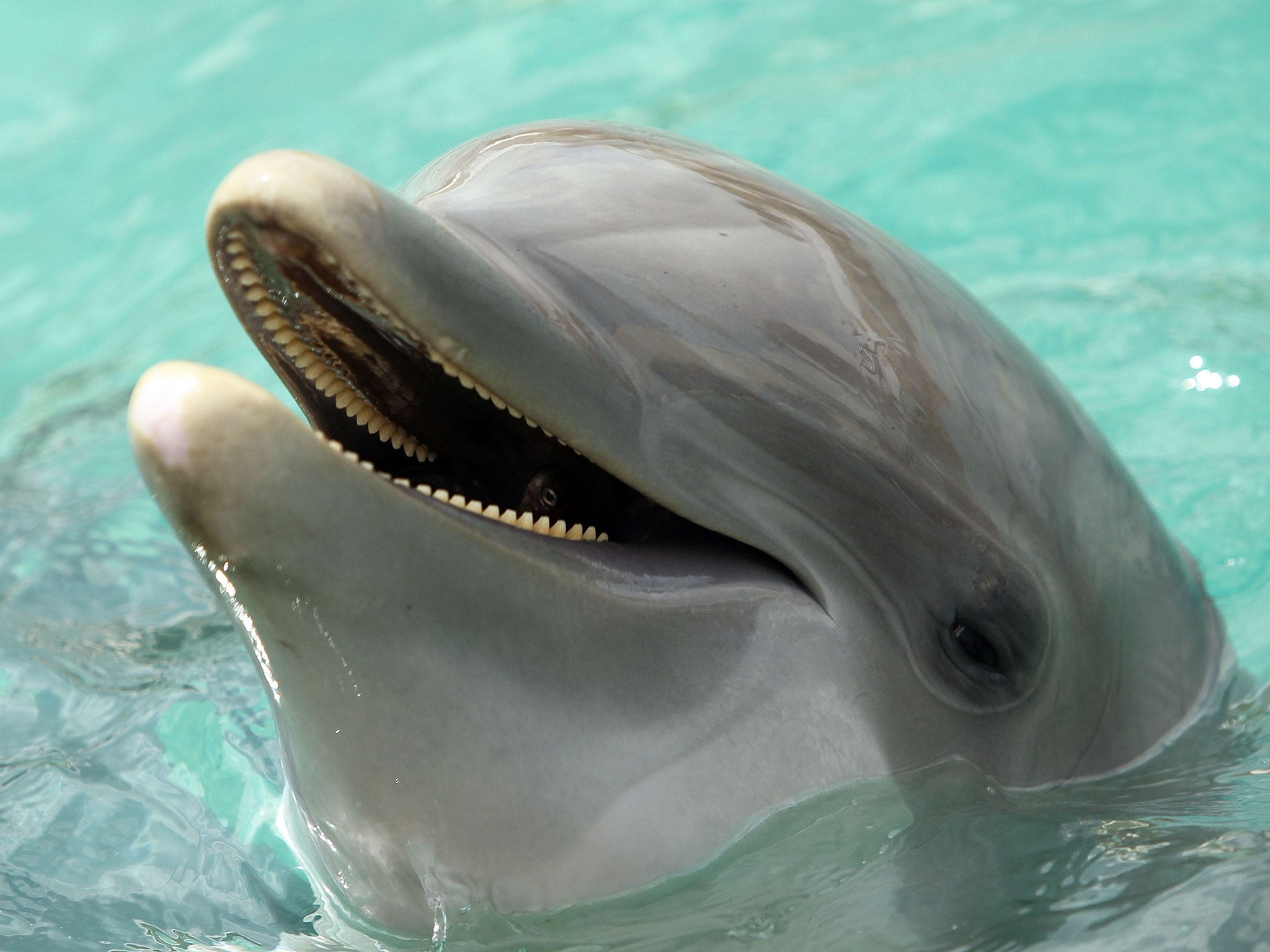 The beachgoers did not think to help the stranded dolphin