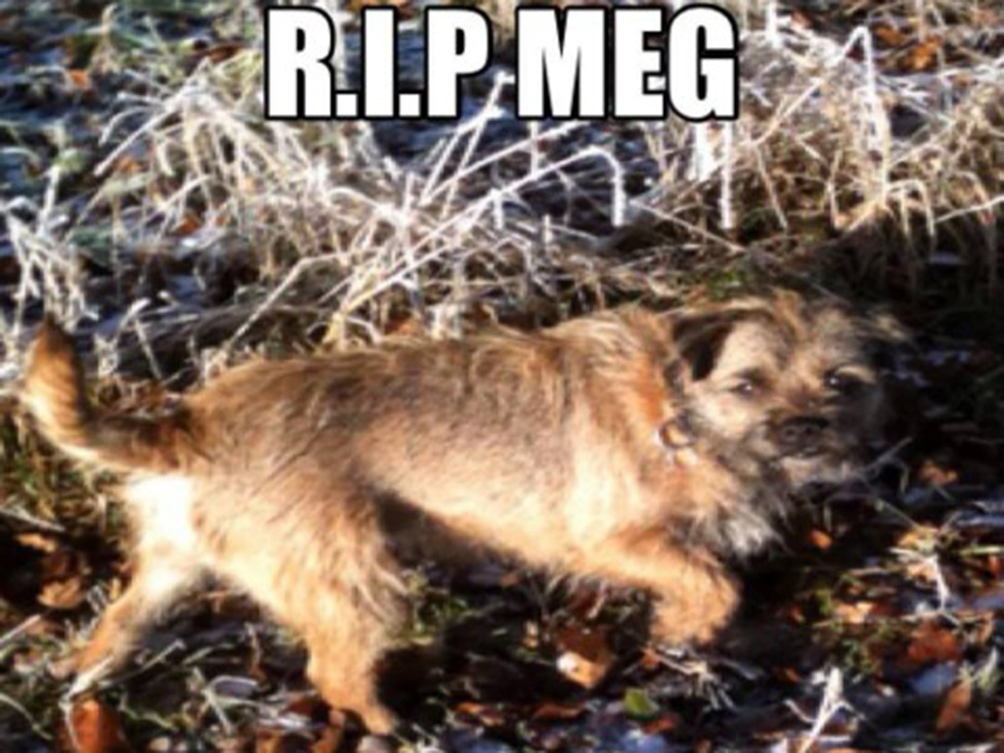 Meg the terrier was drowned in a bucket of water