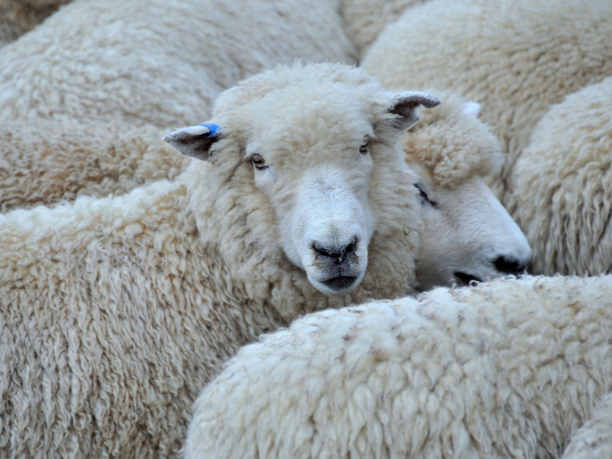 Ken Turner, from New South Wales, has reportedly been offending his flock of sheep with rude words