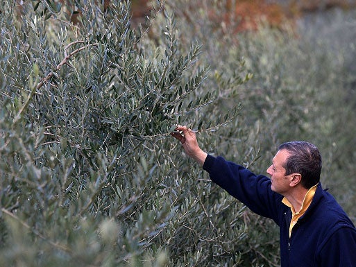 Farmers in Italy have lost entire crop despite "treating them better than their children"