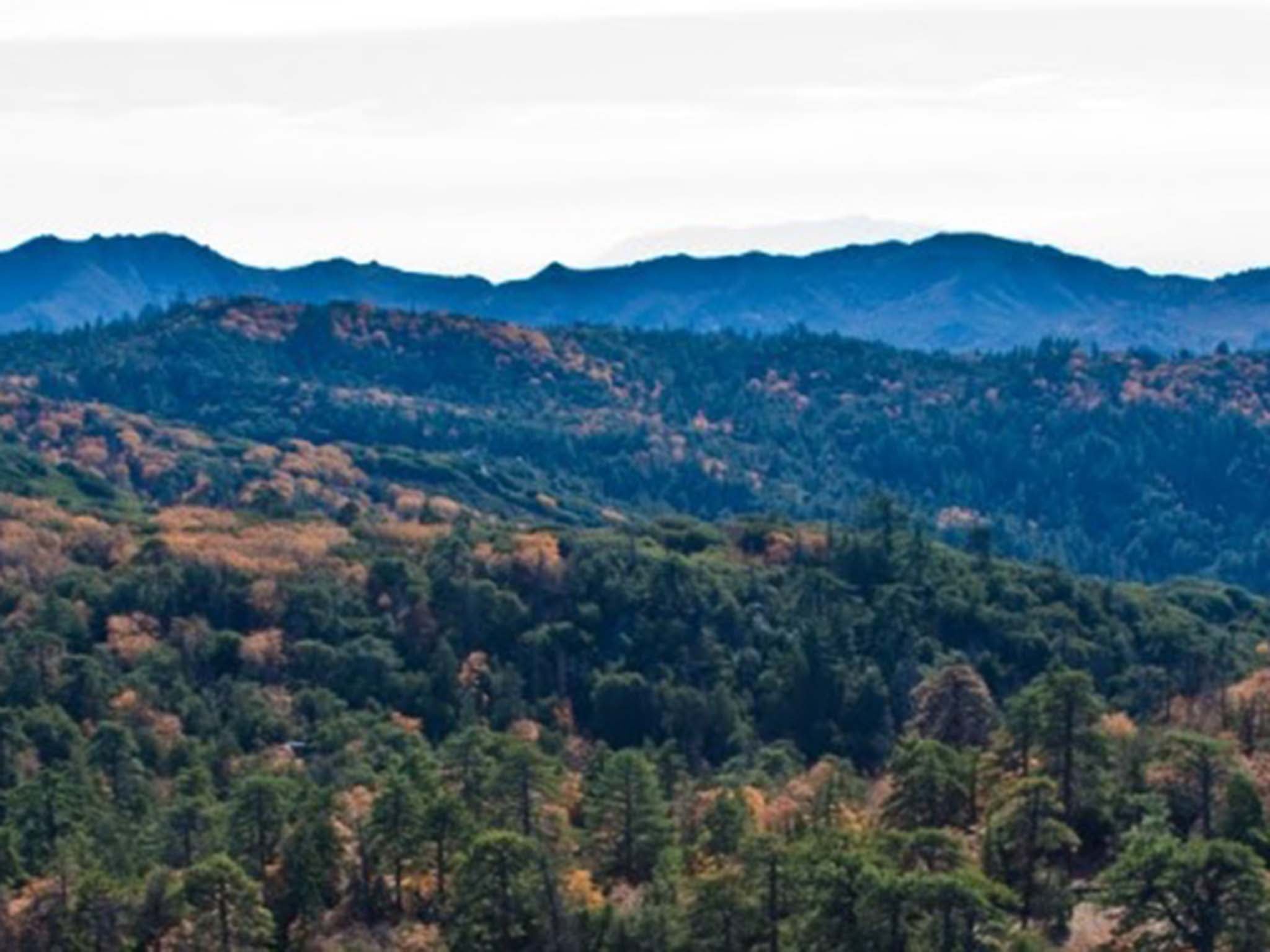 They were found near a Boy Scouts camp on the Los Coyotes Indian Reservation in California