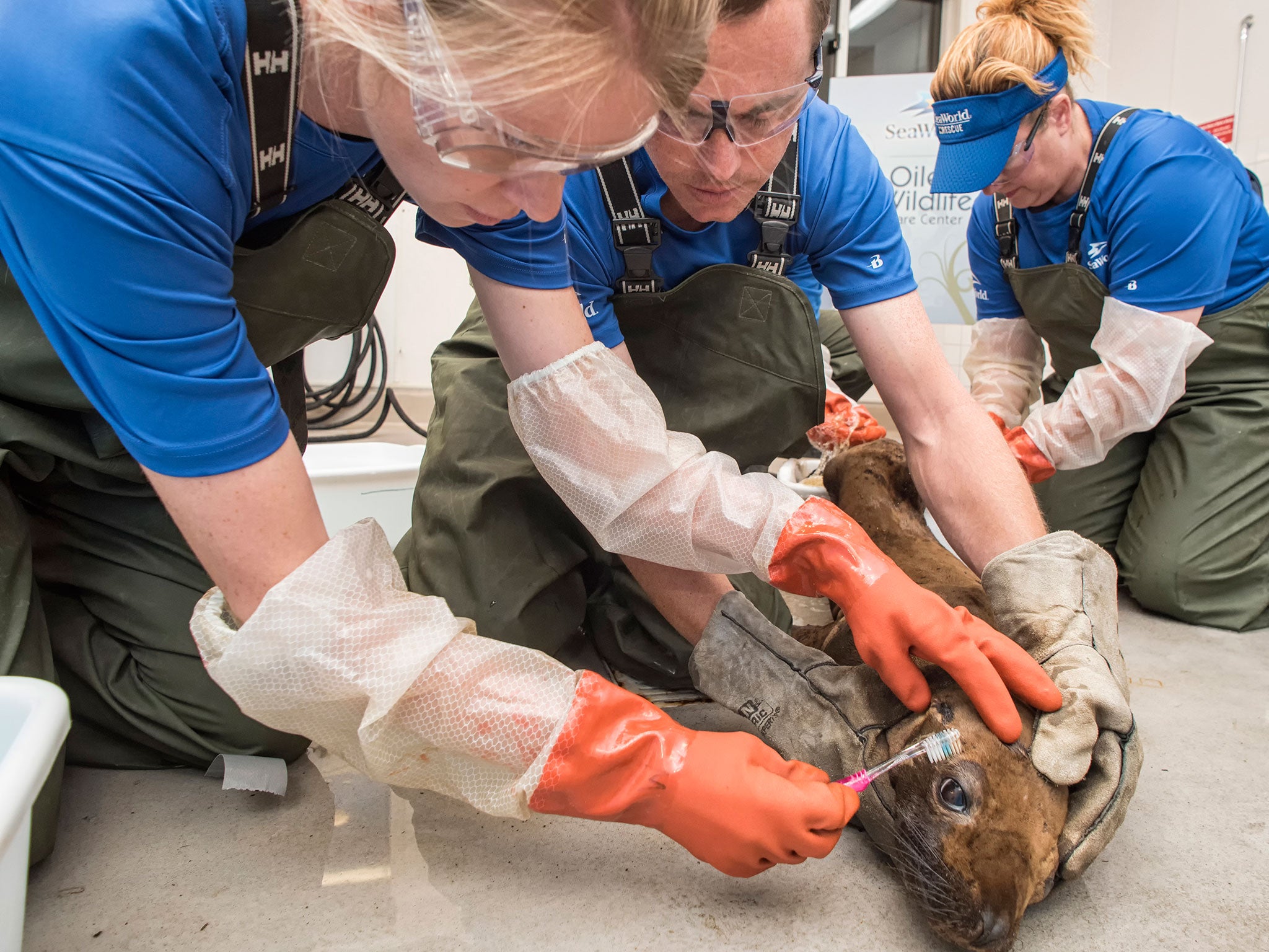 Rescue teams help clean a sealion covered in oil