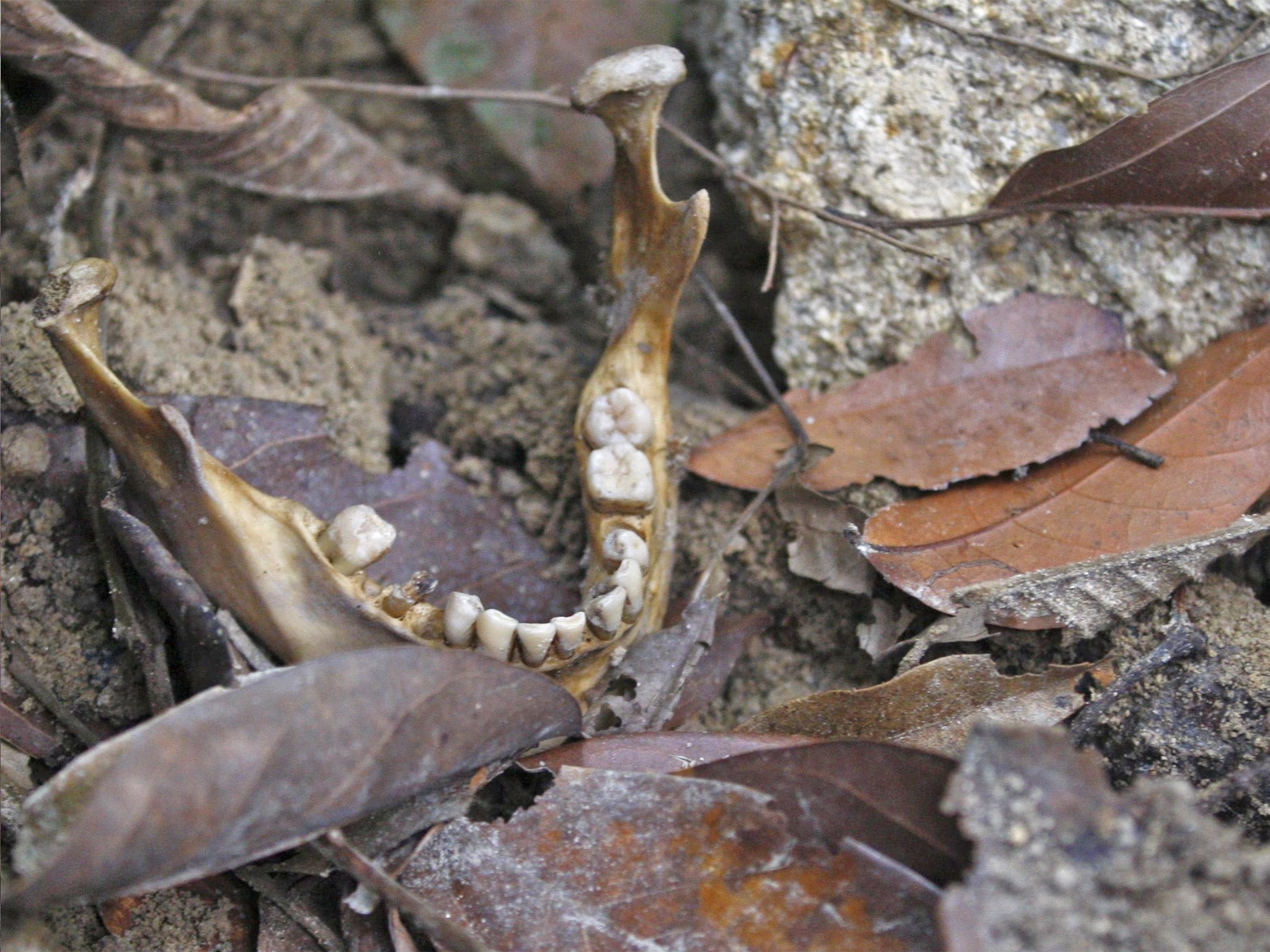 A human jawbone is seen near a grave in Perlis, northern Malaysia