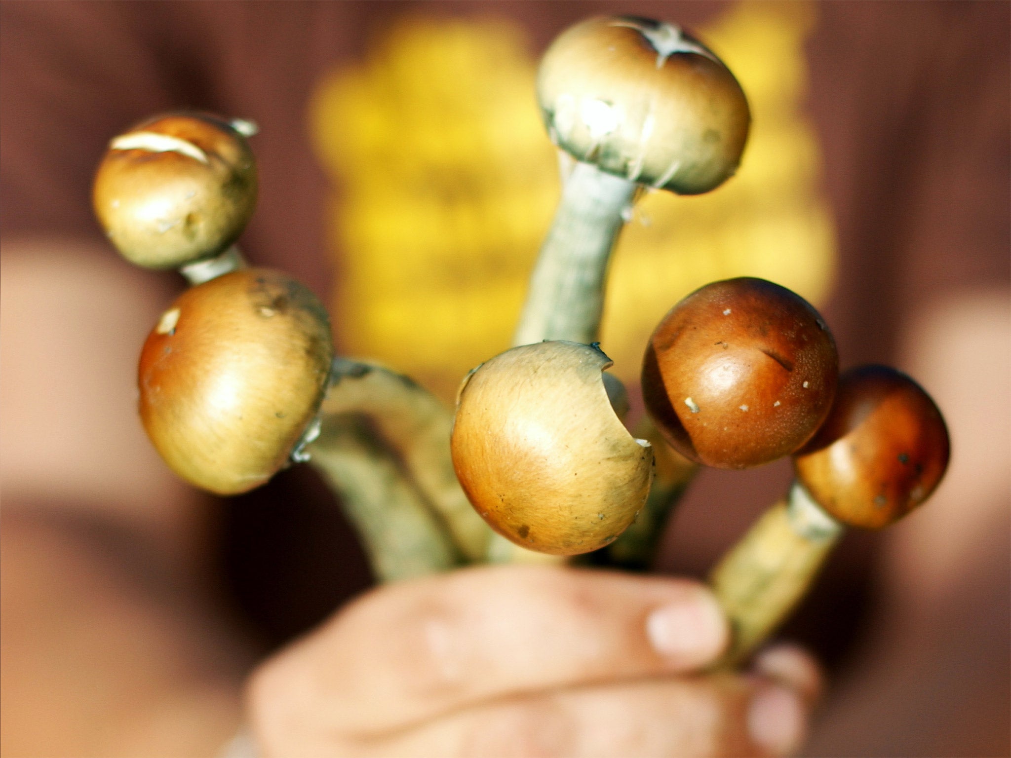 Magic Mushrooms are a class A drug