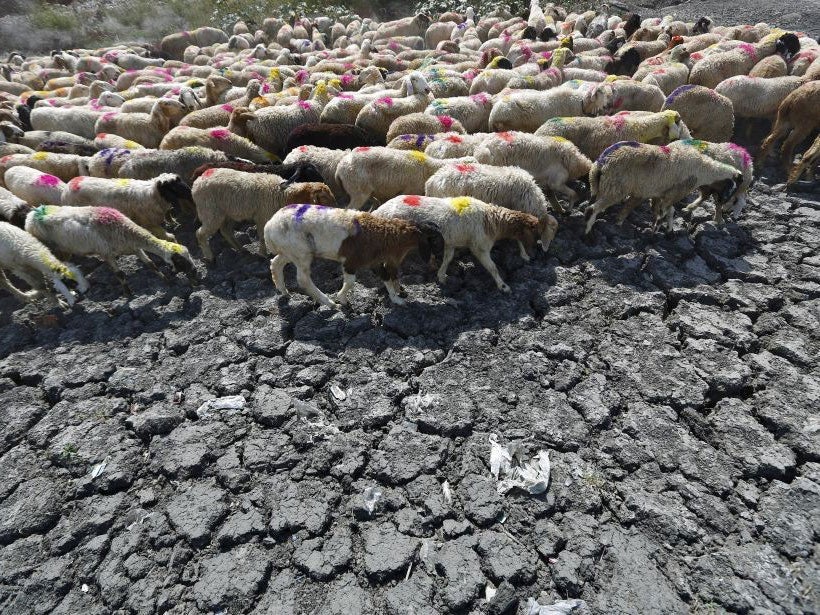 Sheep being herded across a dried-up pond on the outskirts of Delhi