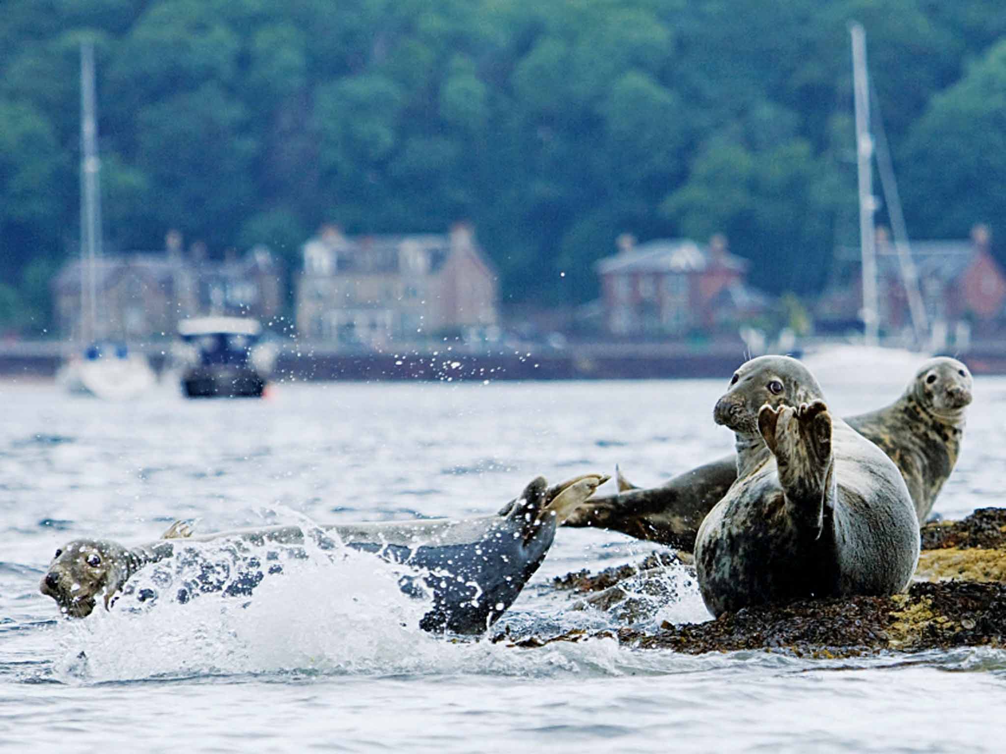 Basking seals