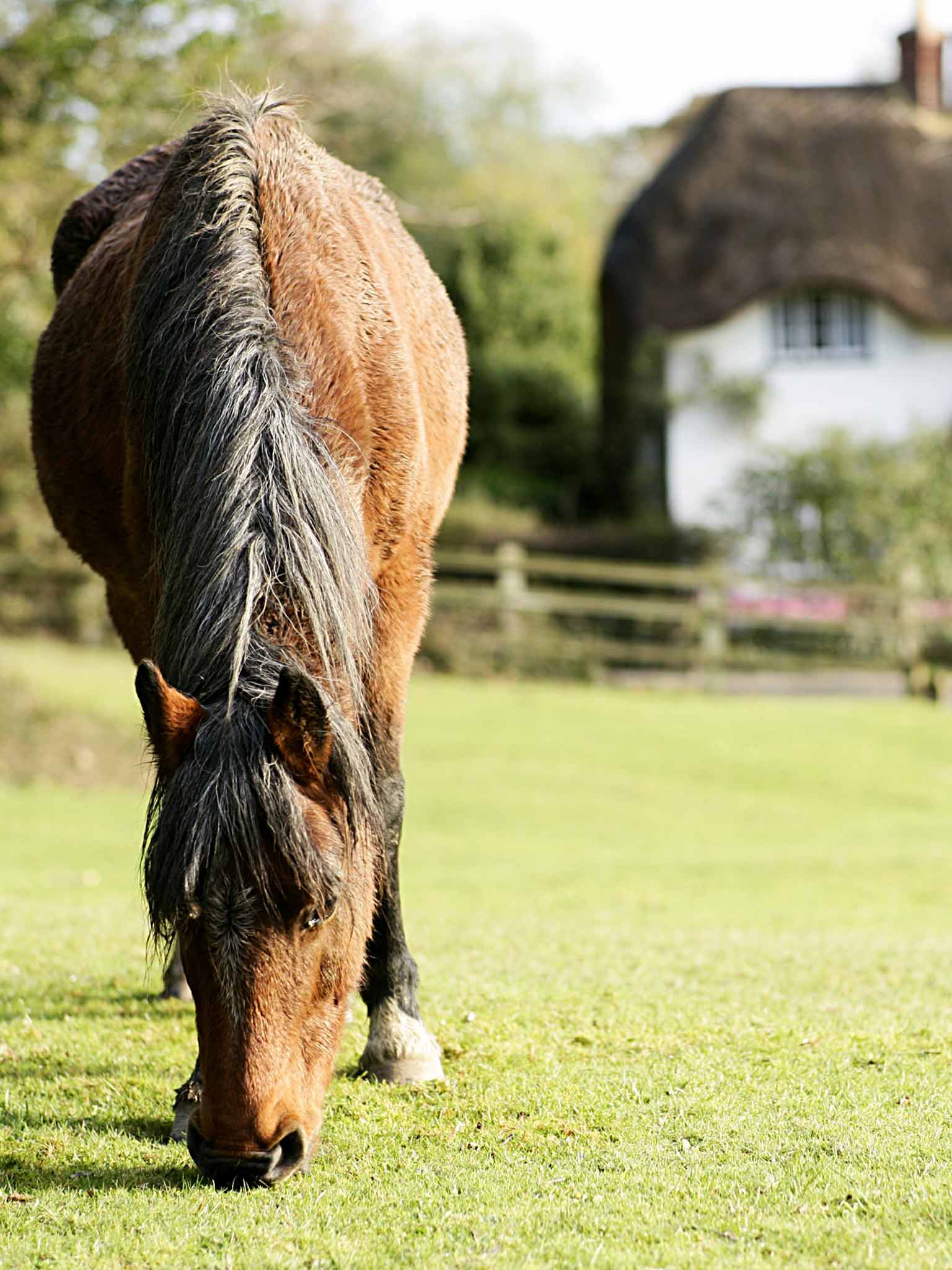 One of the New Forest's freeroaming residents