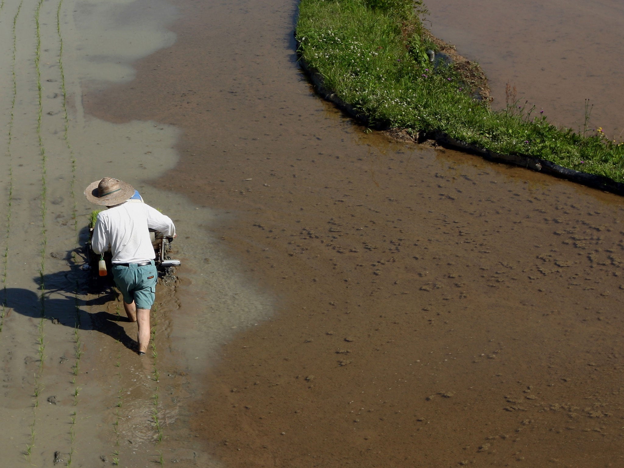 A Japanese farmer plants rice seed using a rice transplanter