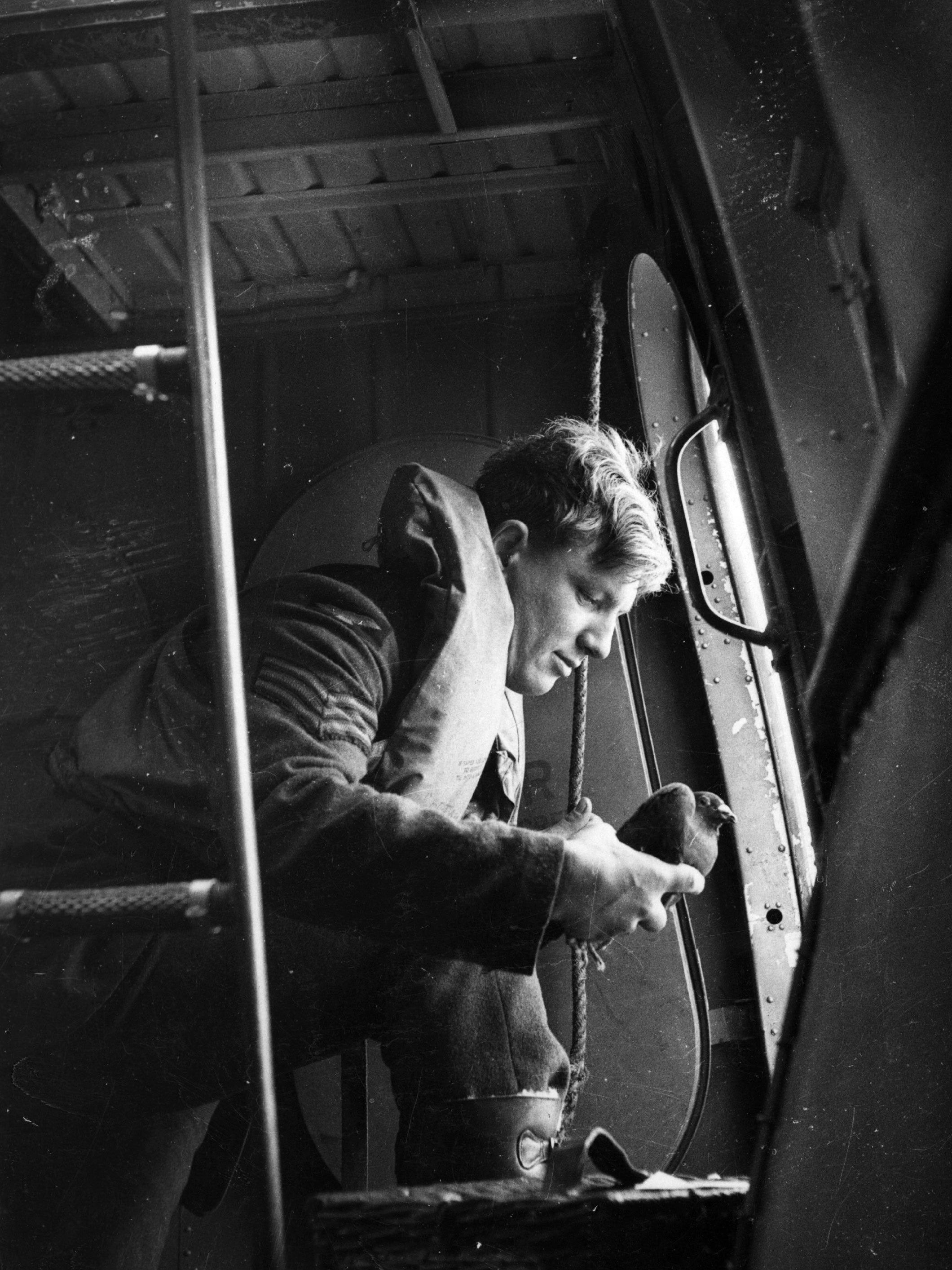 A carrier pigeon being used by the RAF in the Second World War