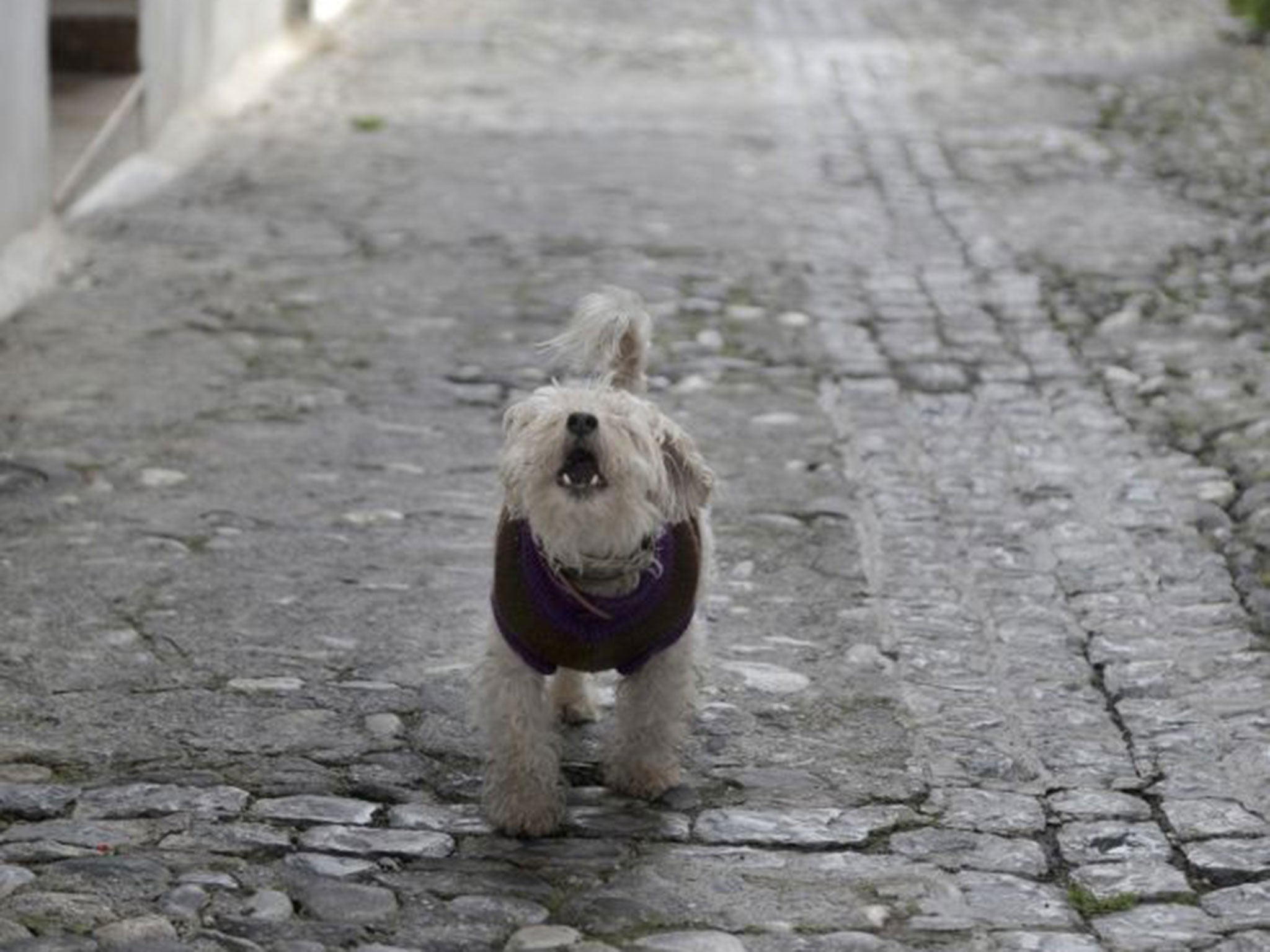 The study of barking dogs could be useful for designing robots that ‘talk’ to humans