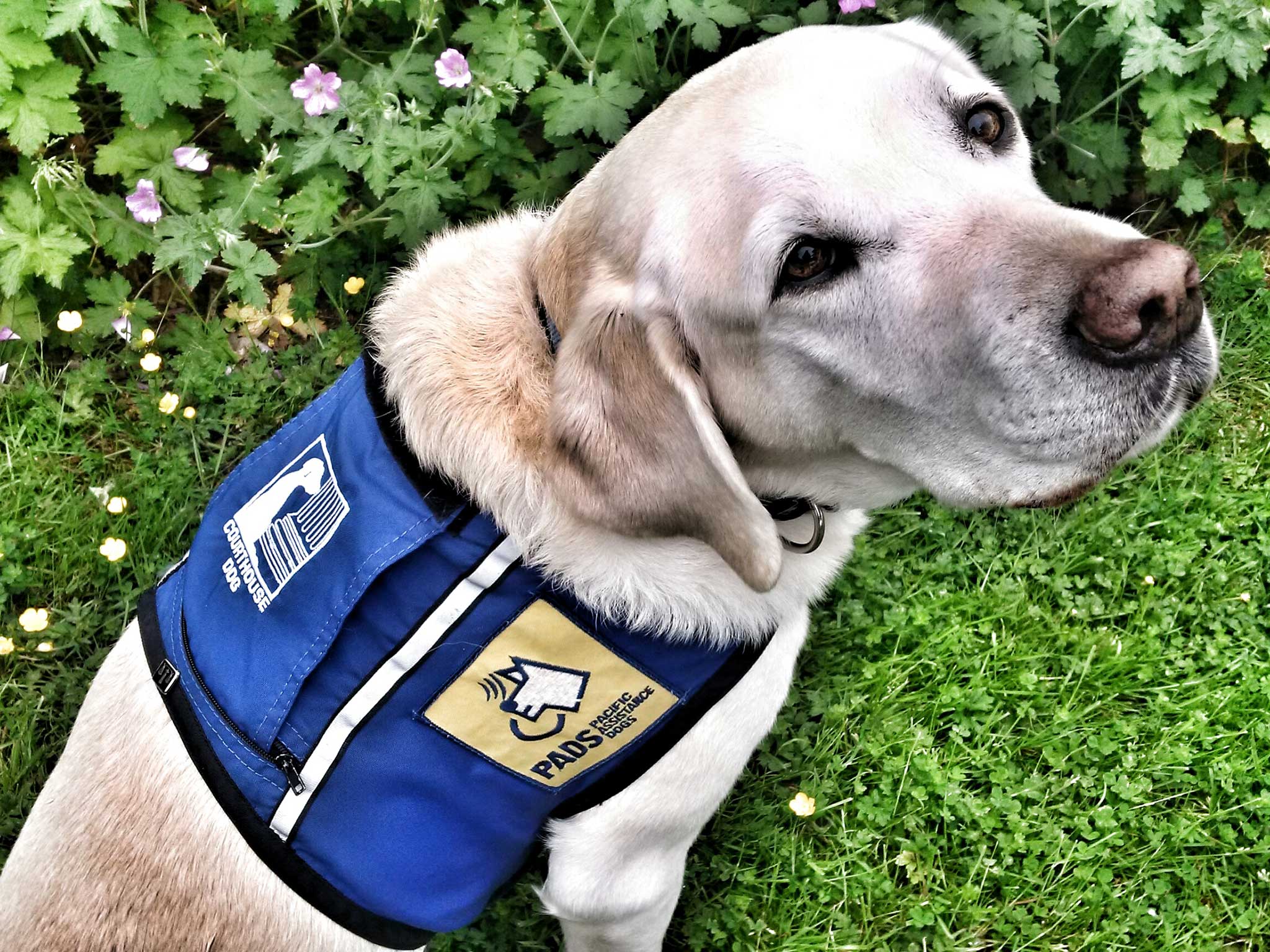 Caber is trained to help child victims of serious crimes testify