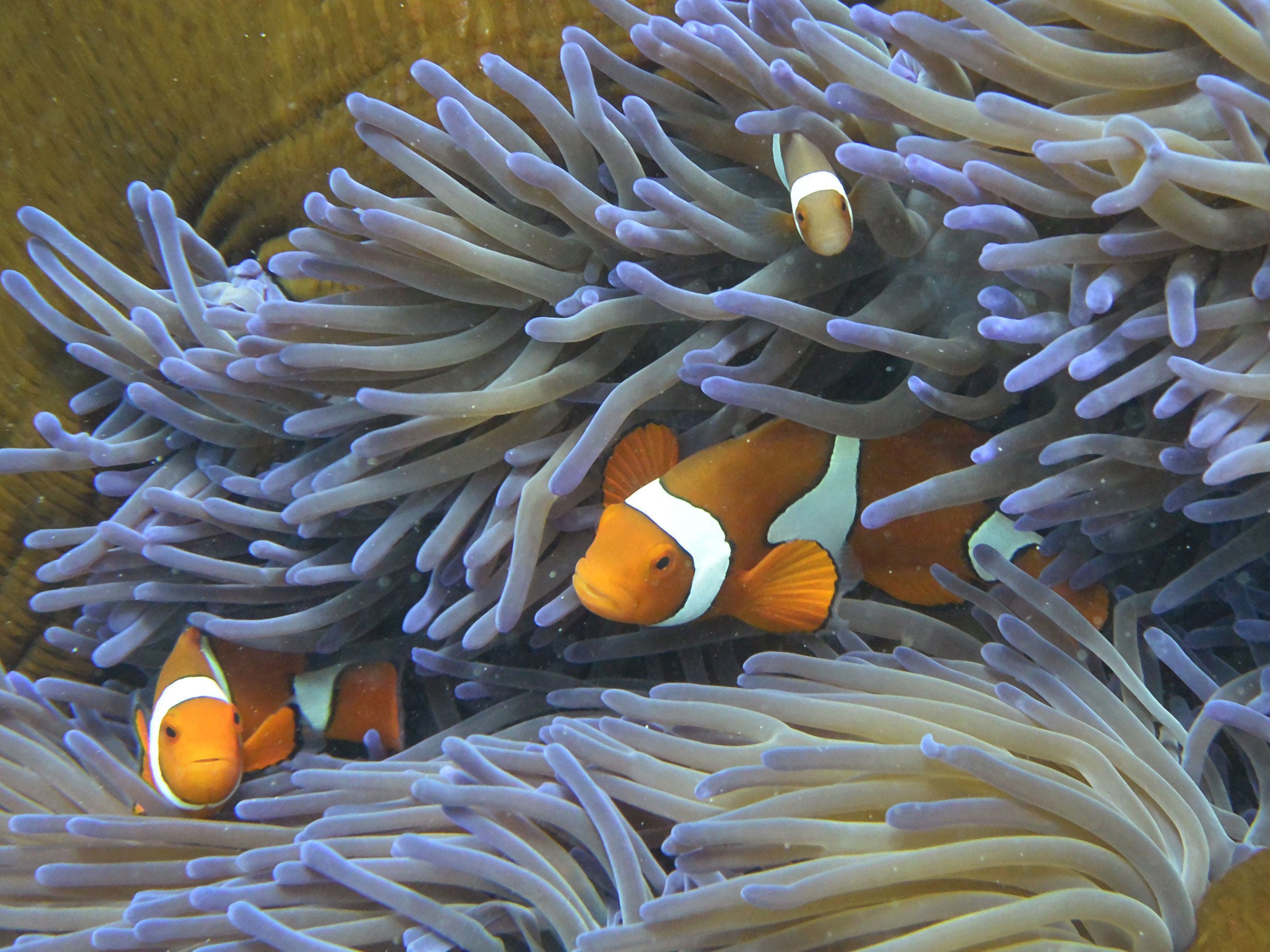 The reef is essential to the Australian economy due to the money is brings in through tourism, fishing, and scientific research.