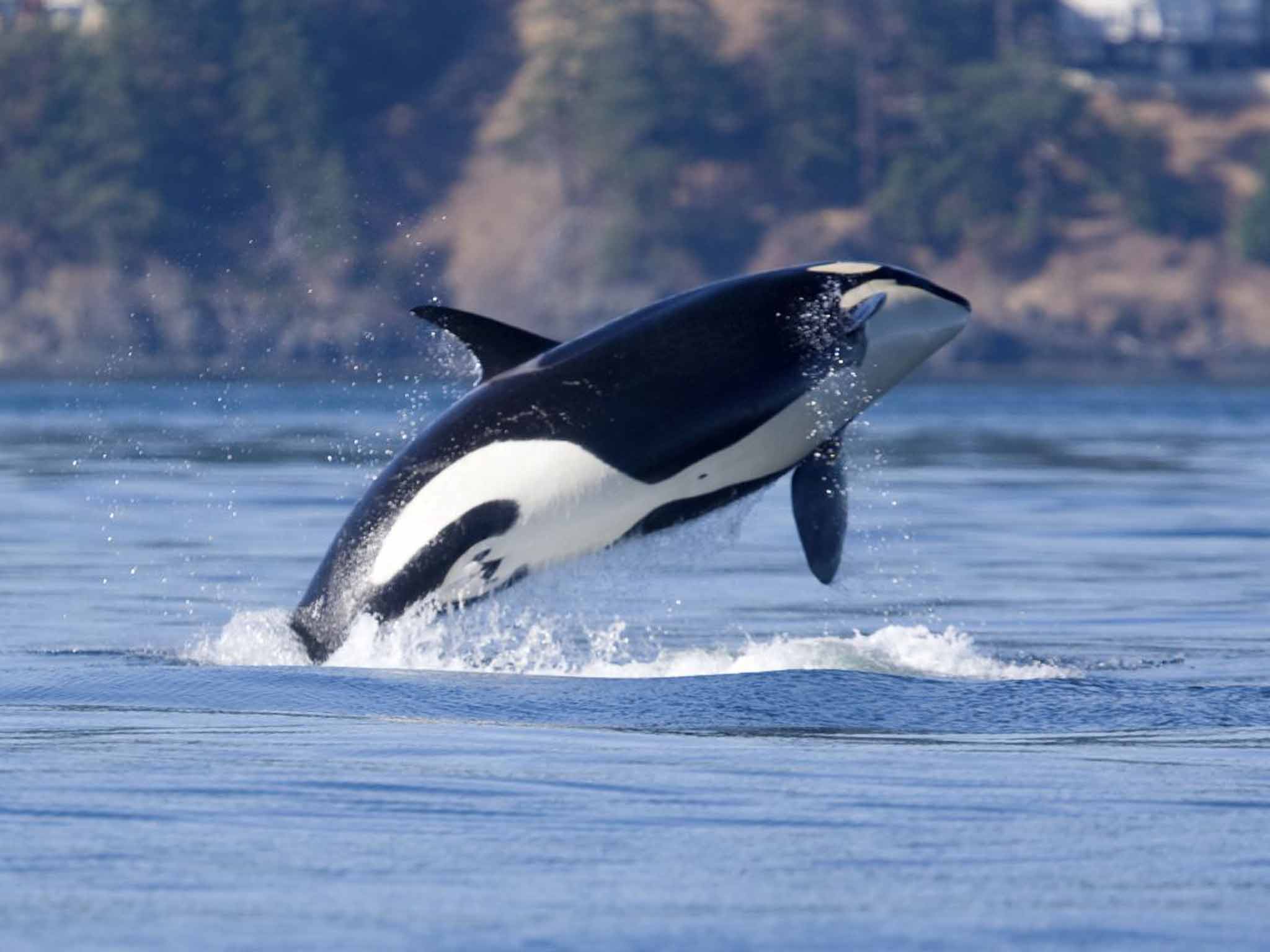 An orca