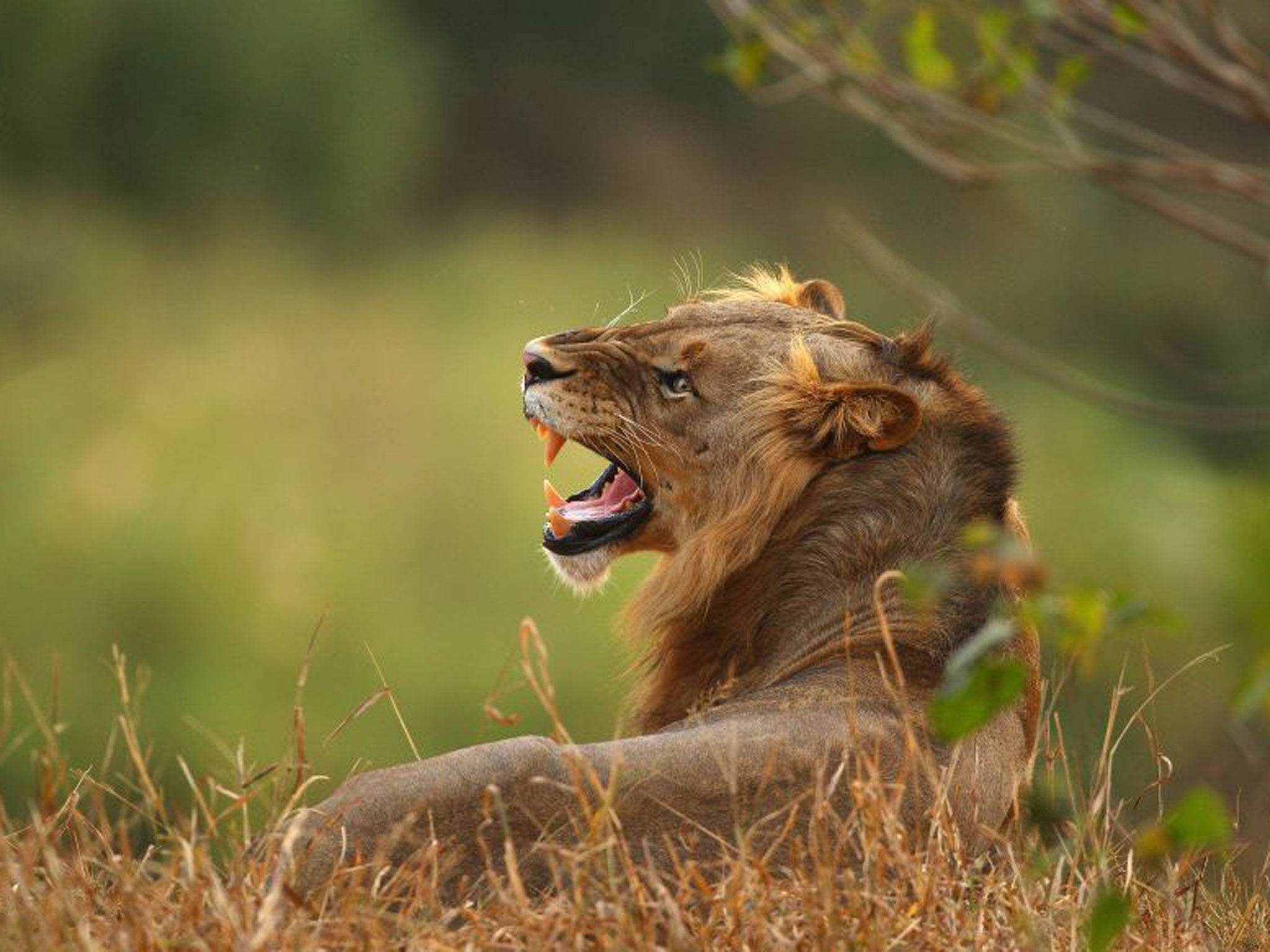 An African lion.