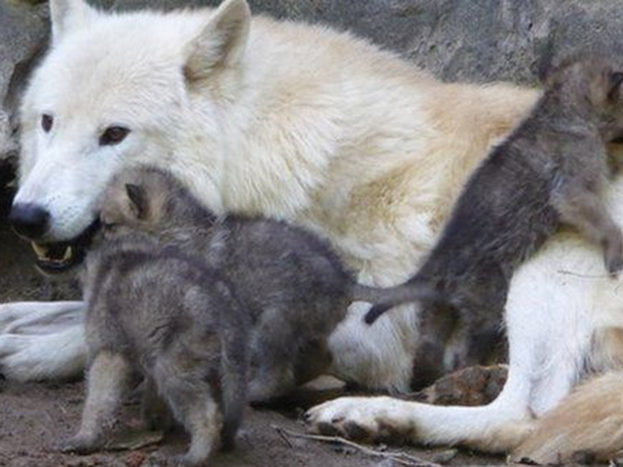 The only other collection of white Hudson Bay wolves in the UK is at a wildlife park near Lincolnshire, but it is understood no litters have been born.