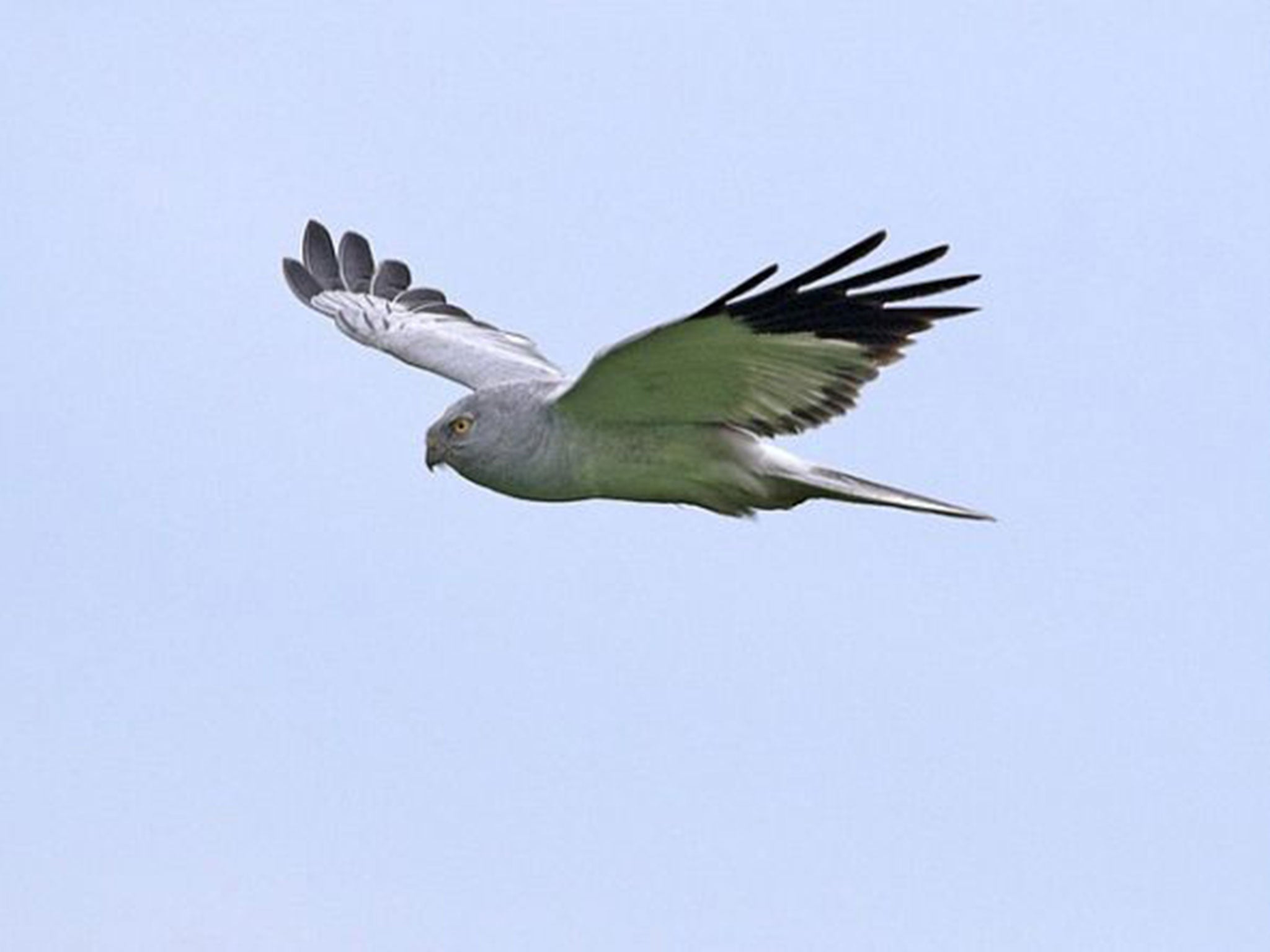 A rare Hen Harrier in flight