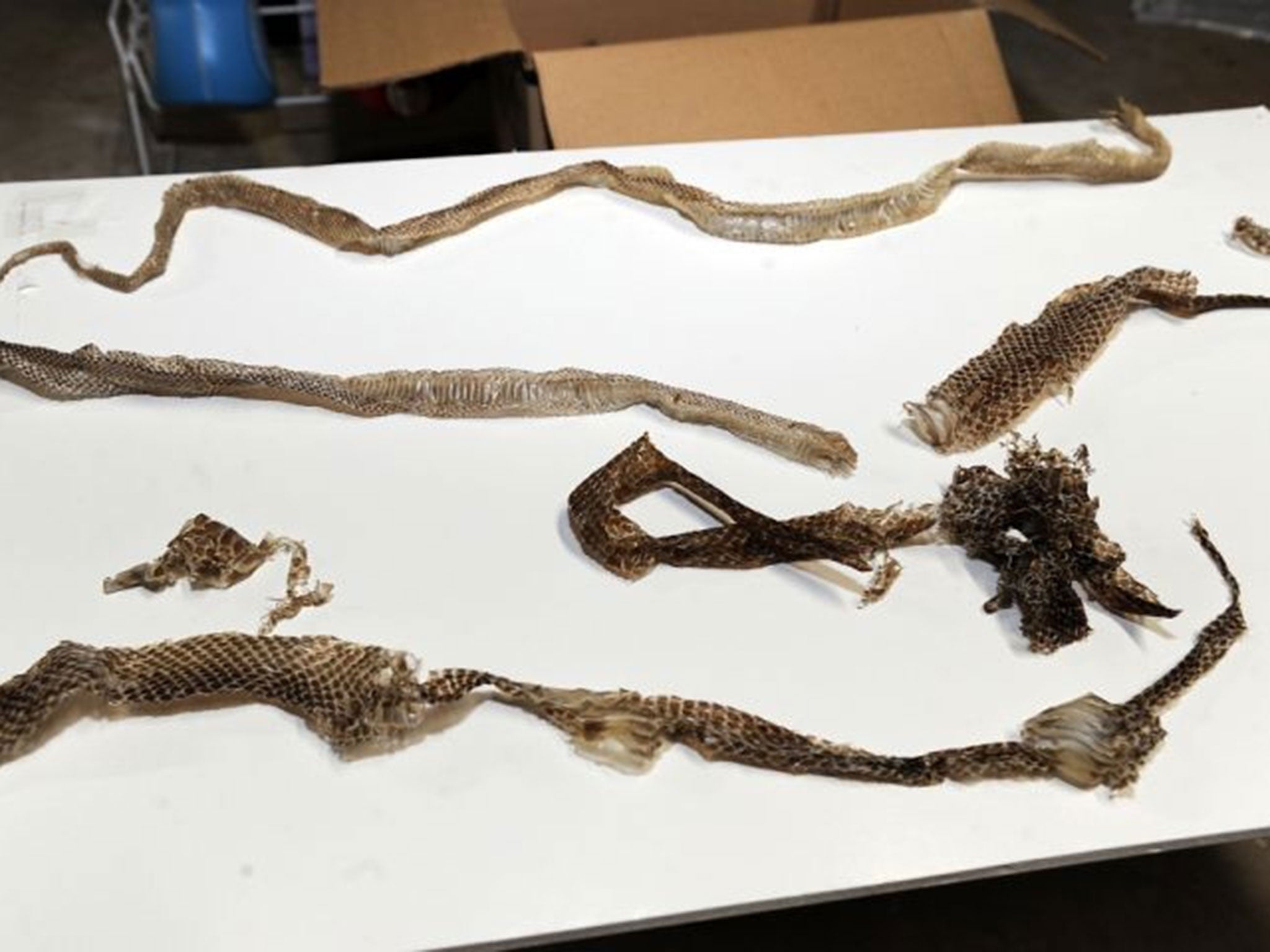 Snake skins found in the home purchased by Jeff and Jody Brooks