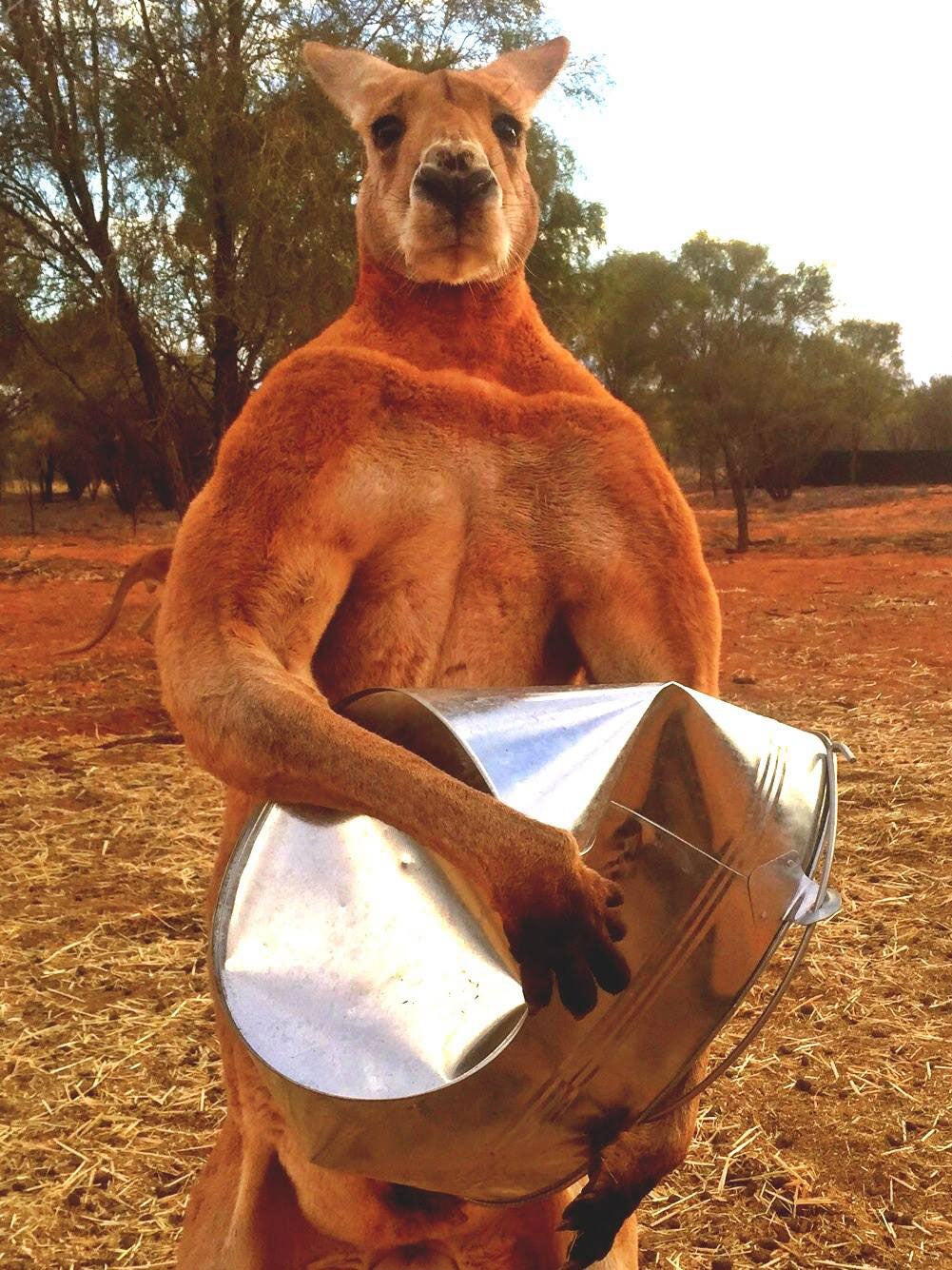 'Roger' the kangaroo's favorite pastime is crushing his metal feeding buckets (credit: Kangaroo Sanctuary/ Facebook)