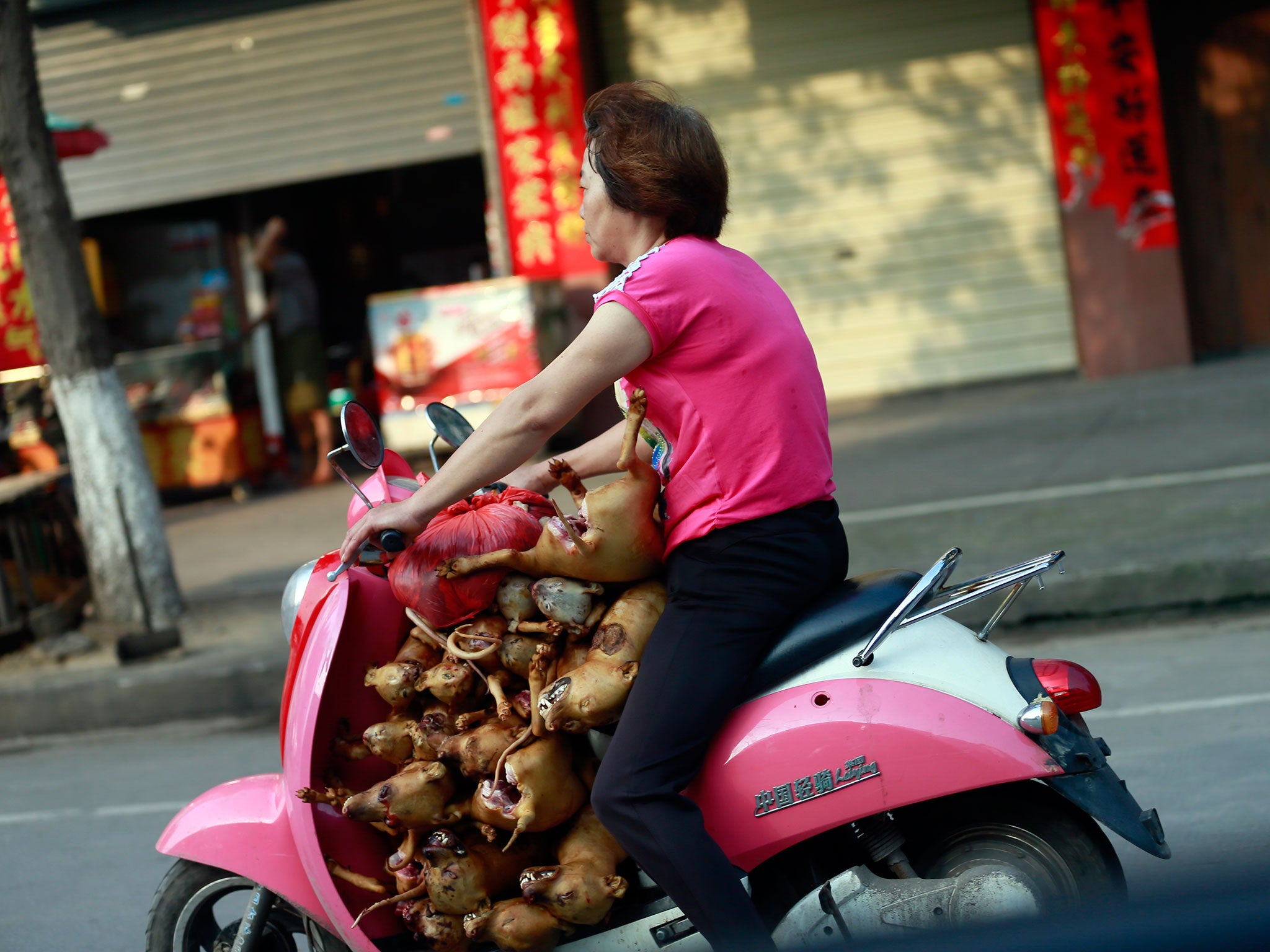 A woman on her moped transports more than 10 dogs, which had just been slaughtered, to her market shop for sale. AP/Humane Society International