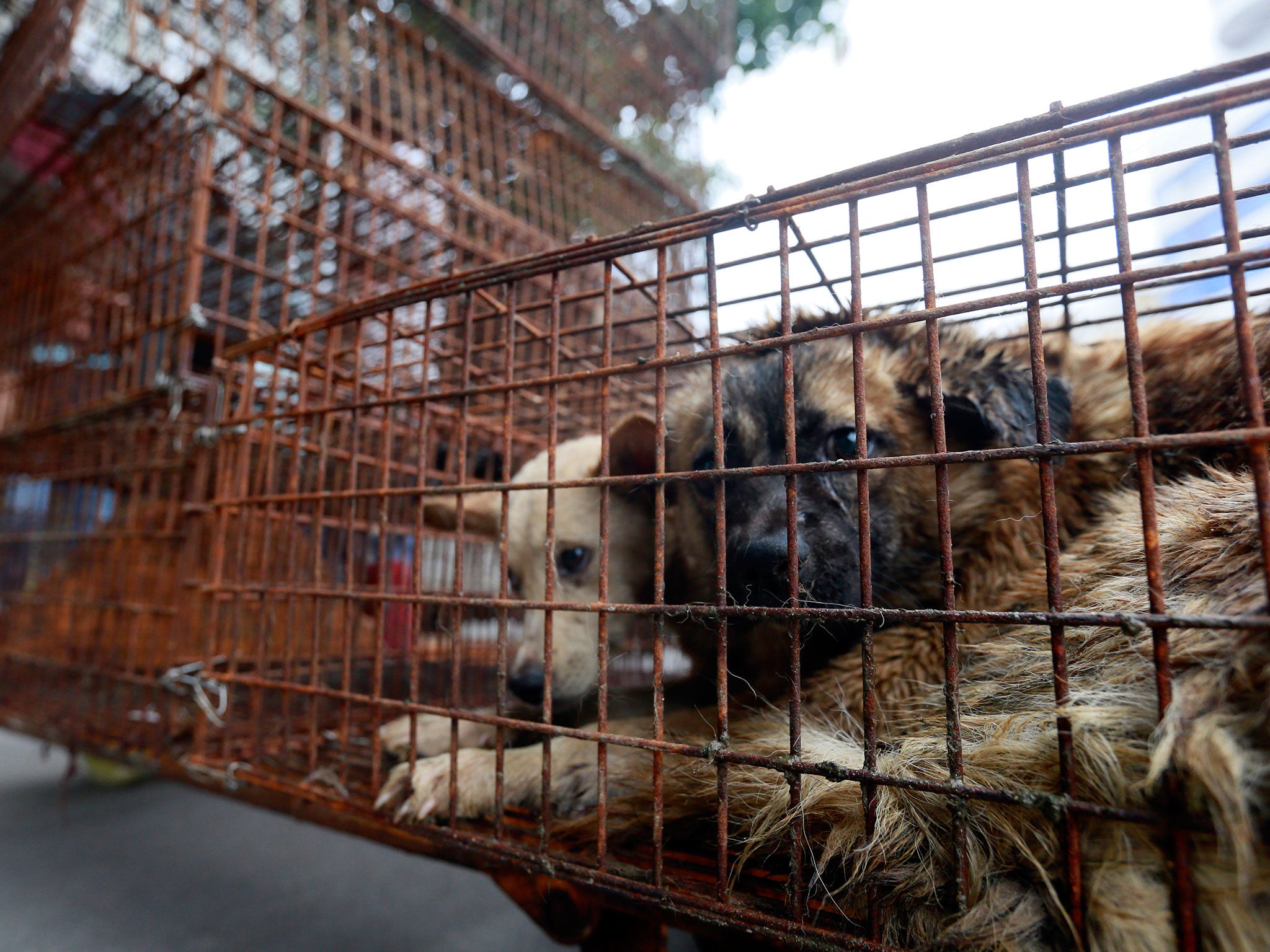 Caged dogs sit on the side of Renminzhong Road, waiting to be transferred to a slaughterhouse in a narrow alley