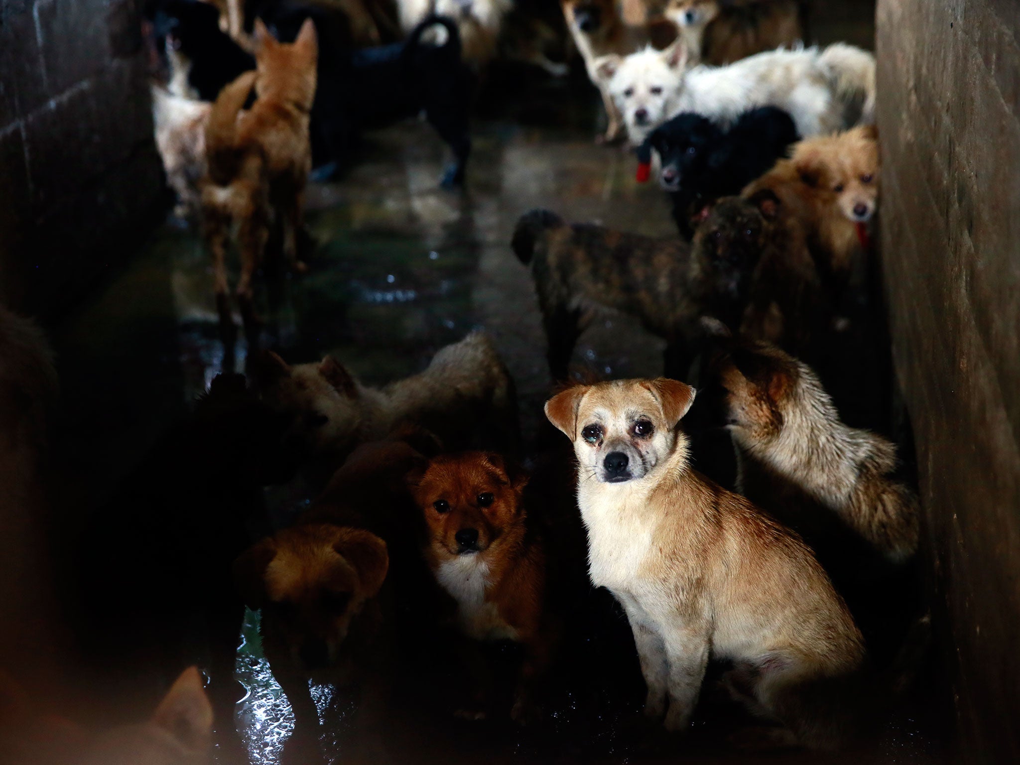 Hundreds of pet dogs await their own death in a slaughterhouse, while they watch as their companions are slaughtered in front of them. AP/Humane Society International