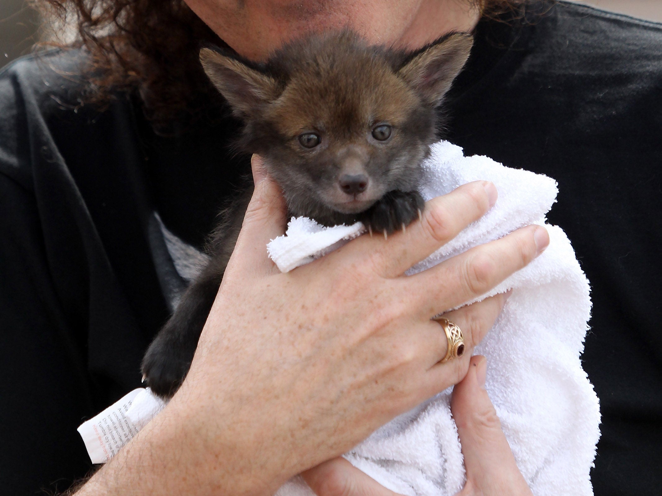 Foxes' fur is often black when they are cubs, and changes to the distinctive red colour when they mature. A rare genetic defect can sometimes make them stay black.