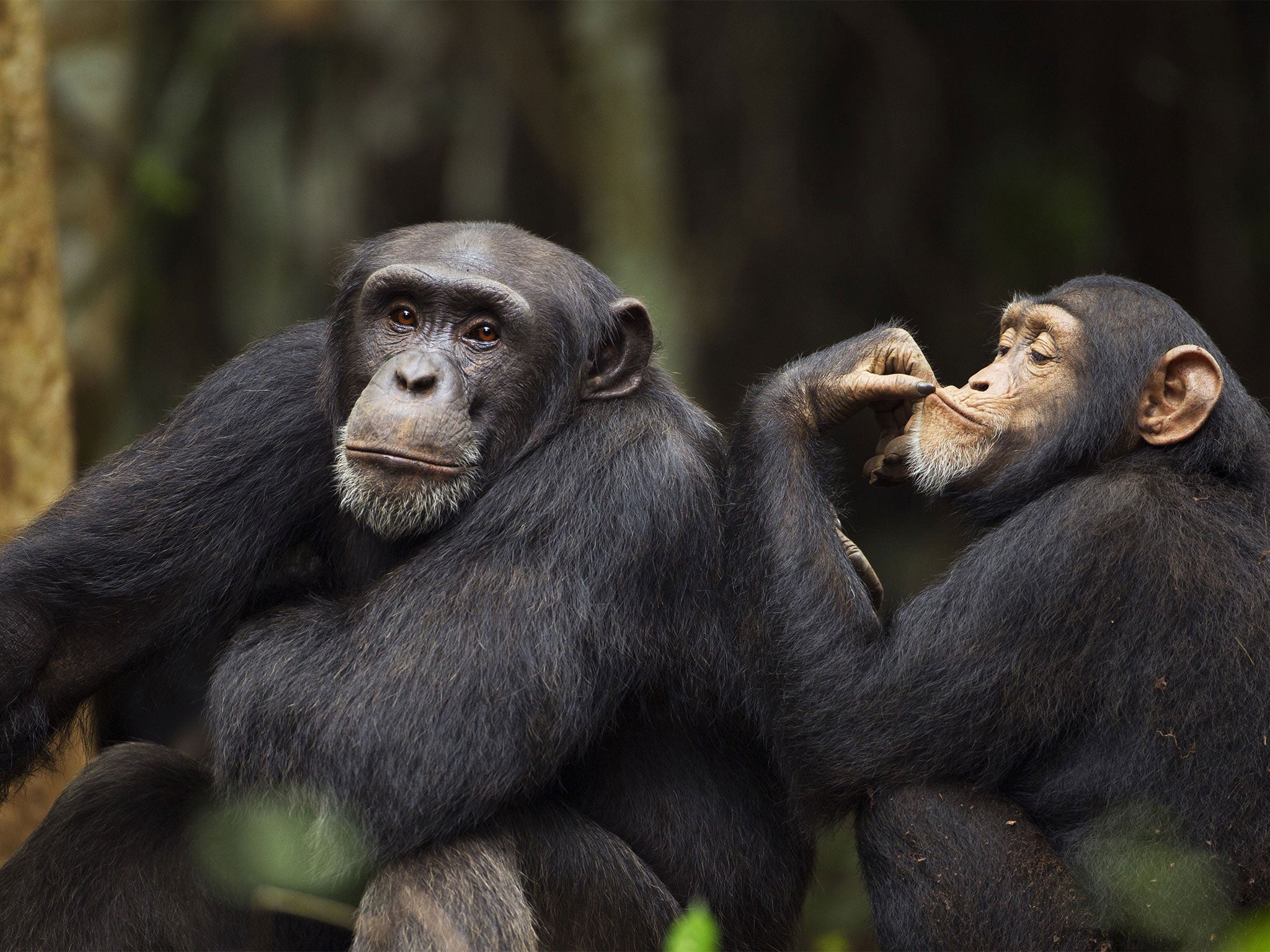 Chimps in Bossou, Guinea, consumed the alcoholic beverage, often in large quantities, despite an alcohol presence of up to 6.9 per cent ABV