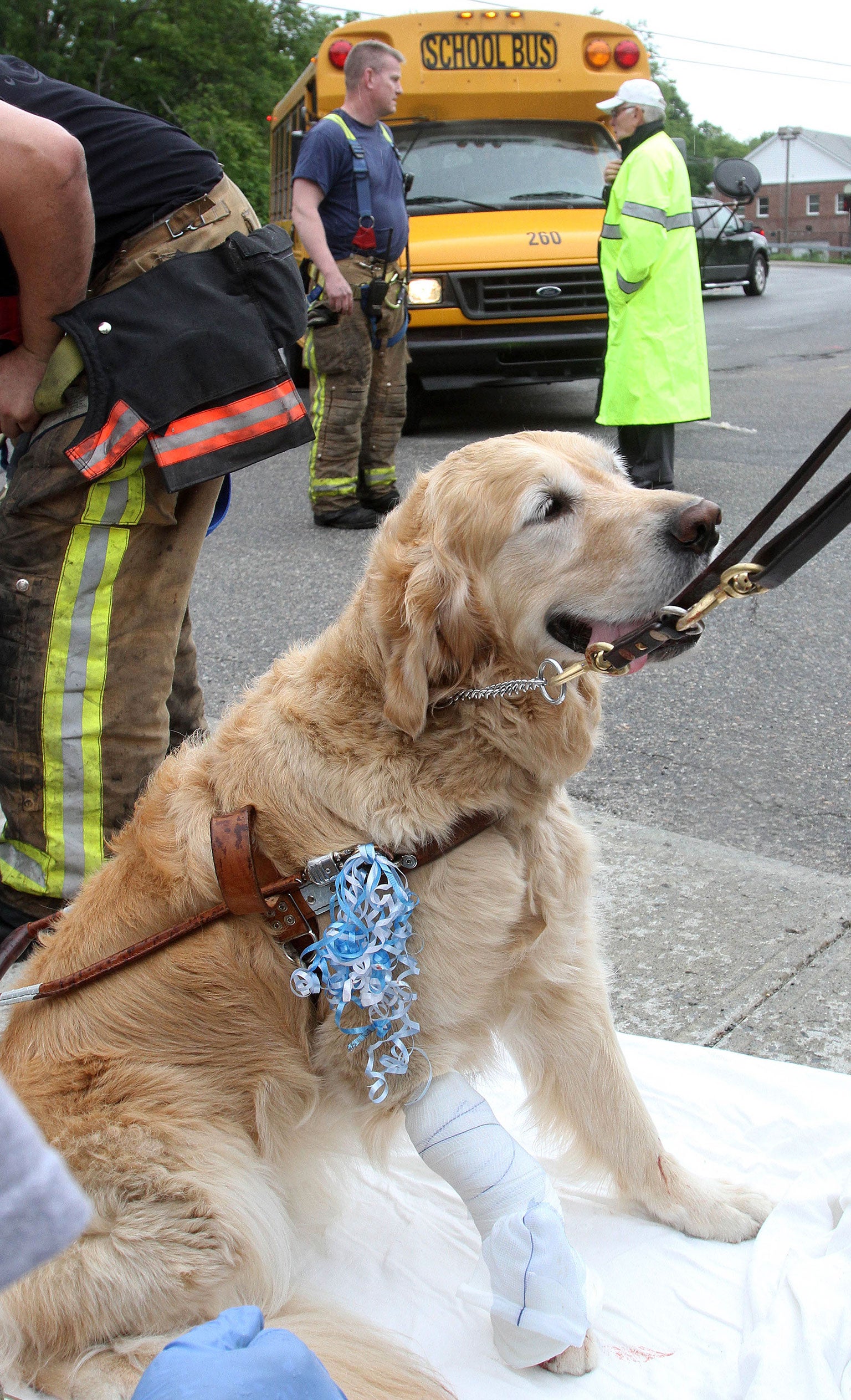 Figo, an injured guide dog, waits to be transported to a veterinarian