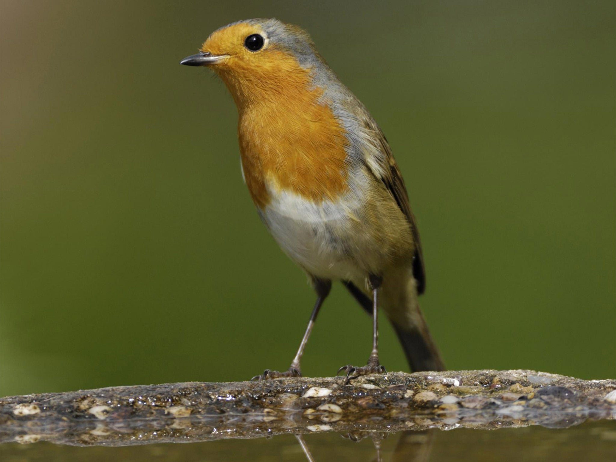 More than 200,000 people opted for the robin in the Vote National Bird ballot