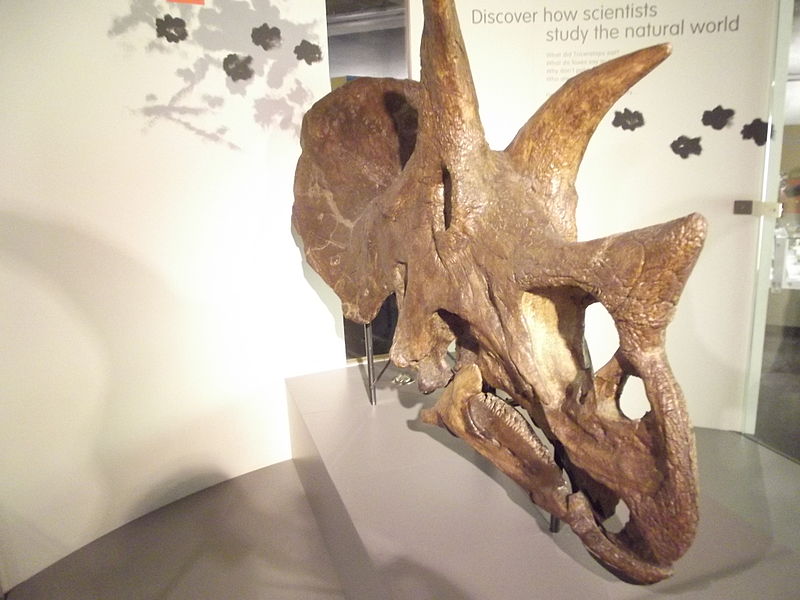 PaleoWorld Research Foundation, Montana