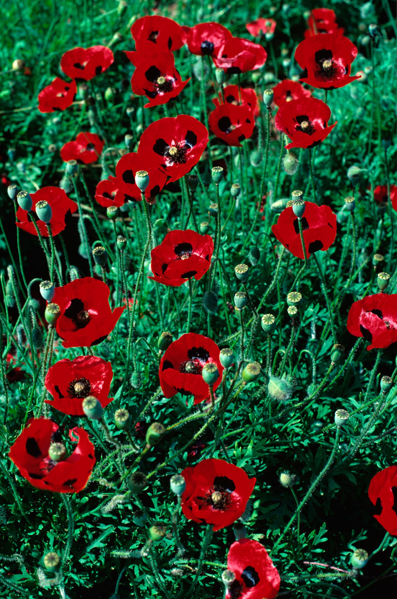 Red alert: Papaver commutatum 'Lady Bird'