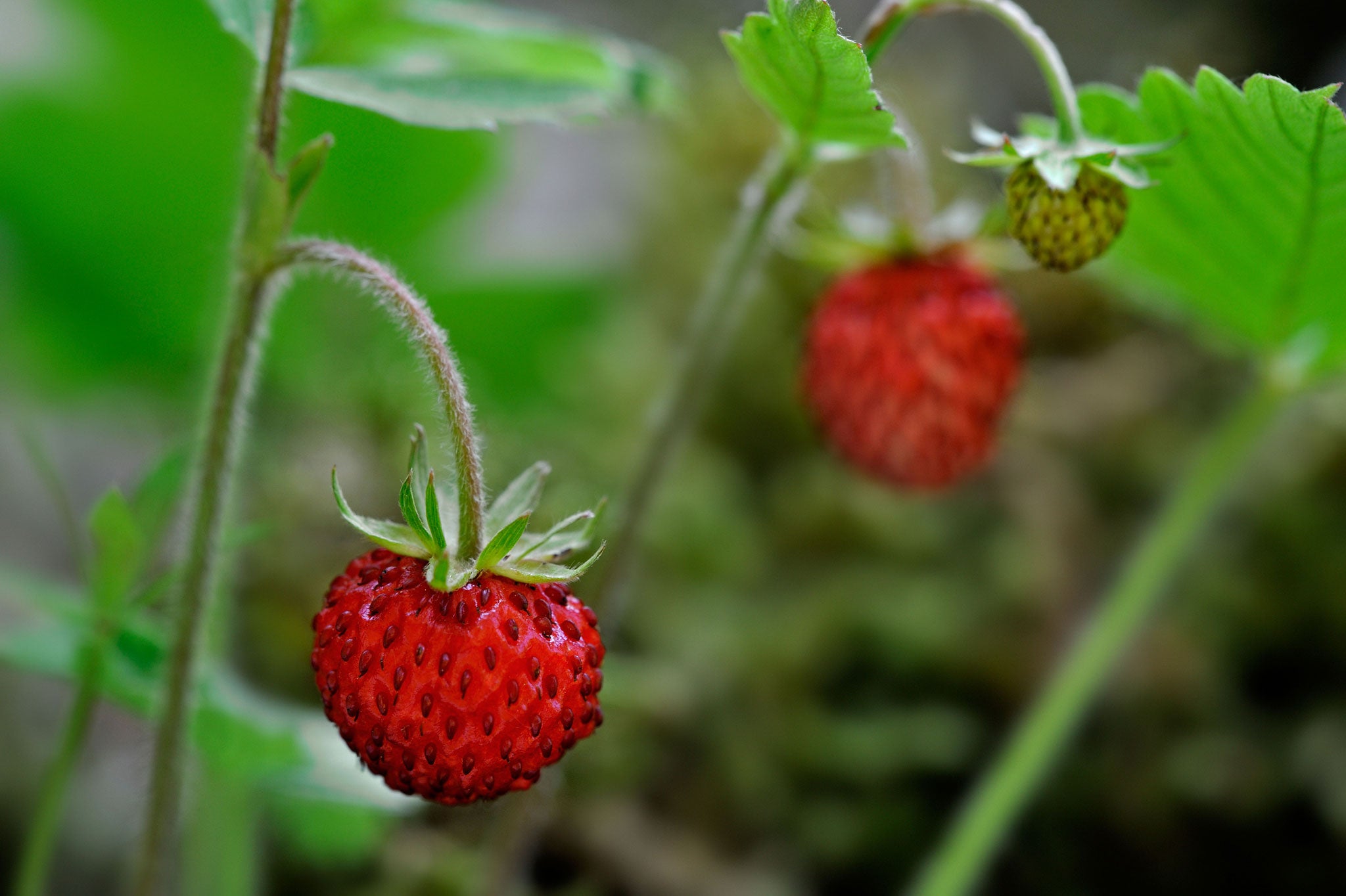 Strawberries are sacred to all Scandinavians celebrating the longest day