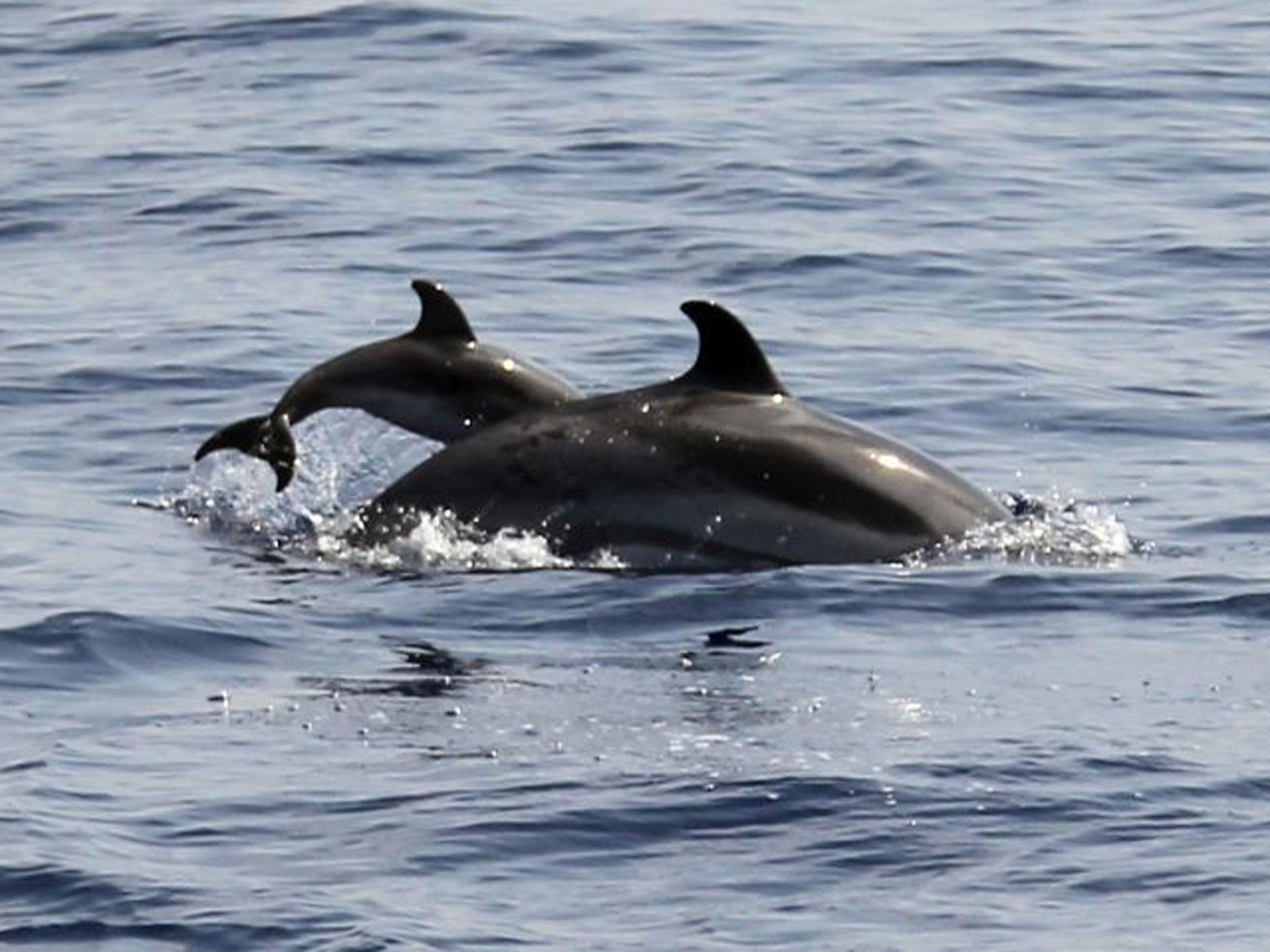 Dolphins are one of the creatures of the sea that Marine Week has focused on aiding to preserve (Getty)