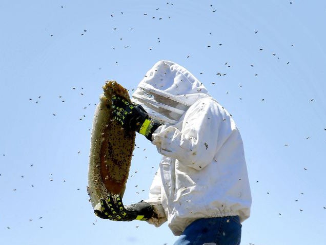 Bee removal expert Jeff Stacey removes a hive from a chimney in Phoenix. A particular strain of bee has been menacing people and animals in Arizona in recent weeks.