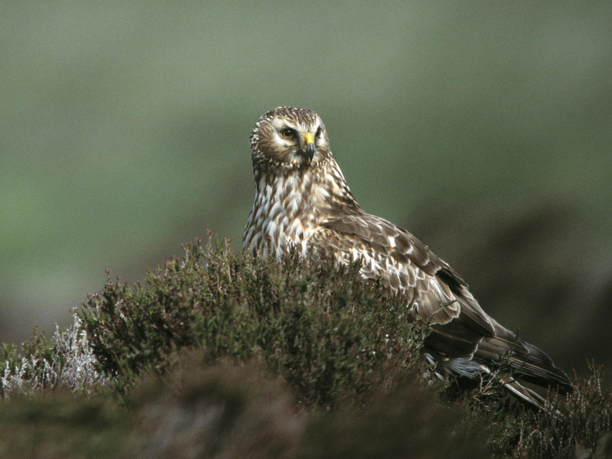 The hen harrier is one of England's rarest birds