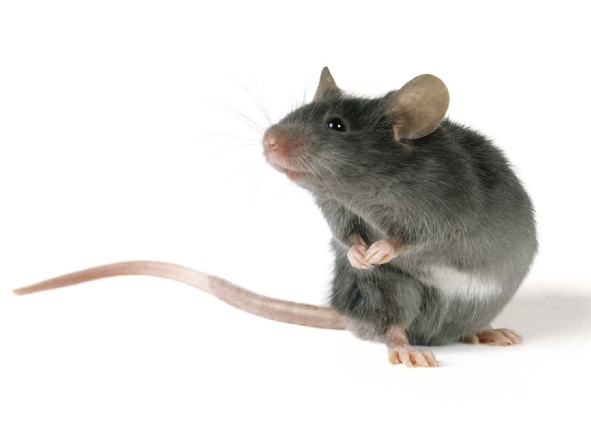 The developers hope mice will be able to identify individuals carrying explosives implanted within the body