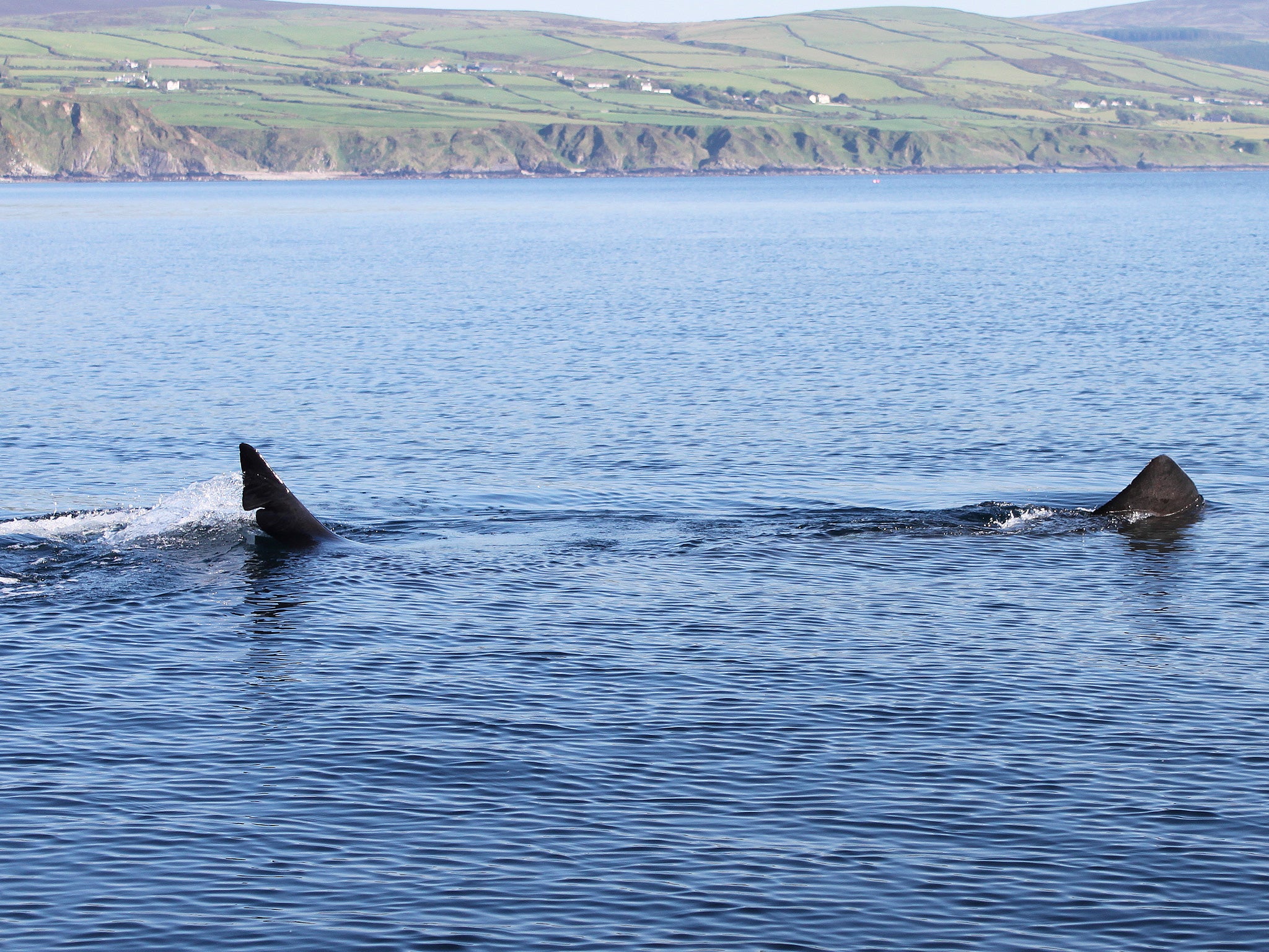 A basking shark off the Isle of Man