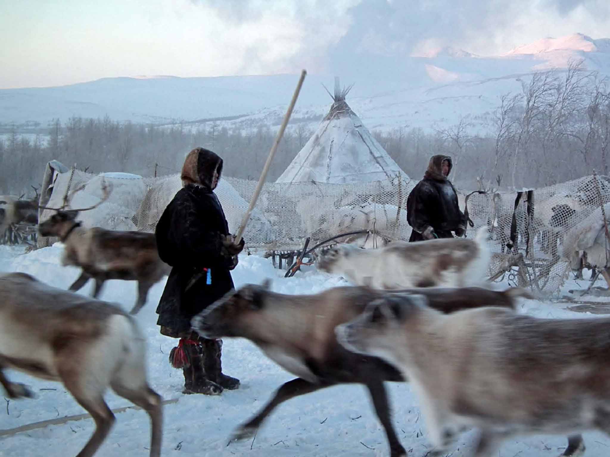 A reindeer herd surrounds the chum