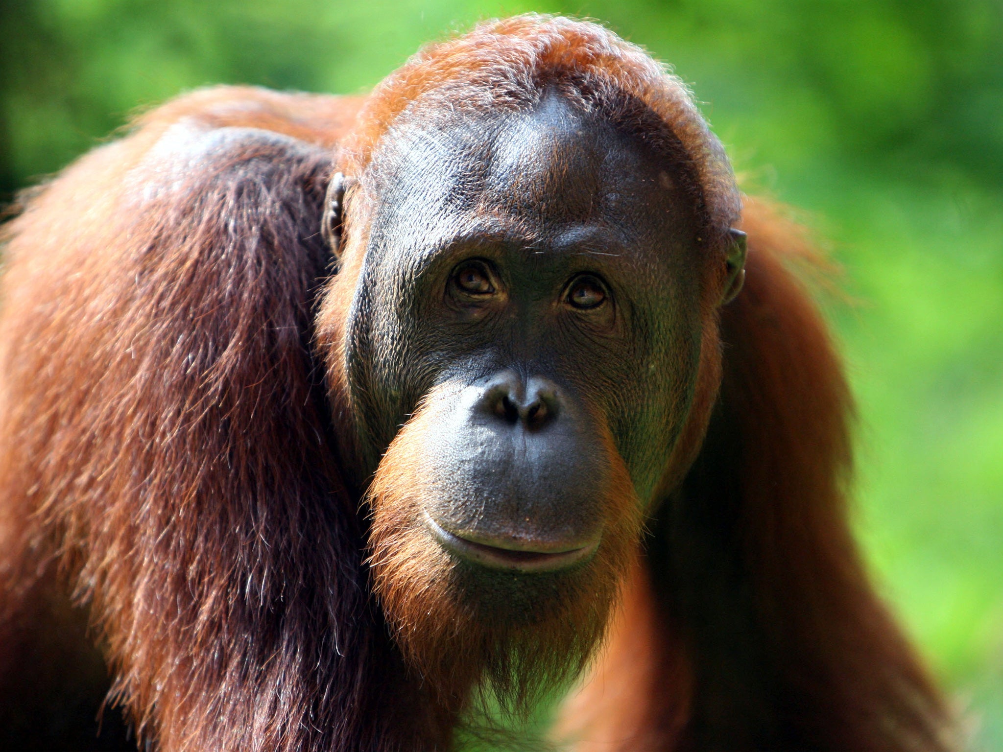 The orangutan's habitat is being decimated by palm oil plantations Getty