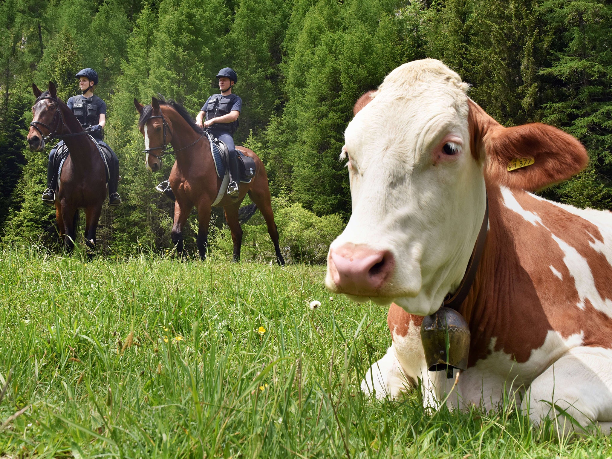 Cows: Nature's silent, stealthy killers