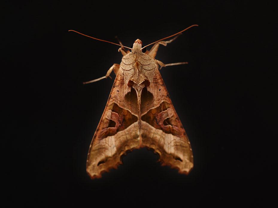 An Angle Shades moths from the Annual Moth Night Count in the UK