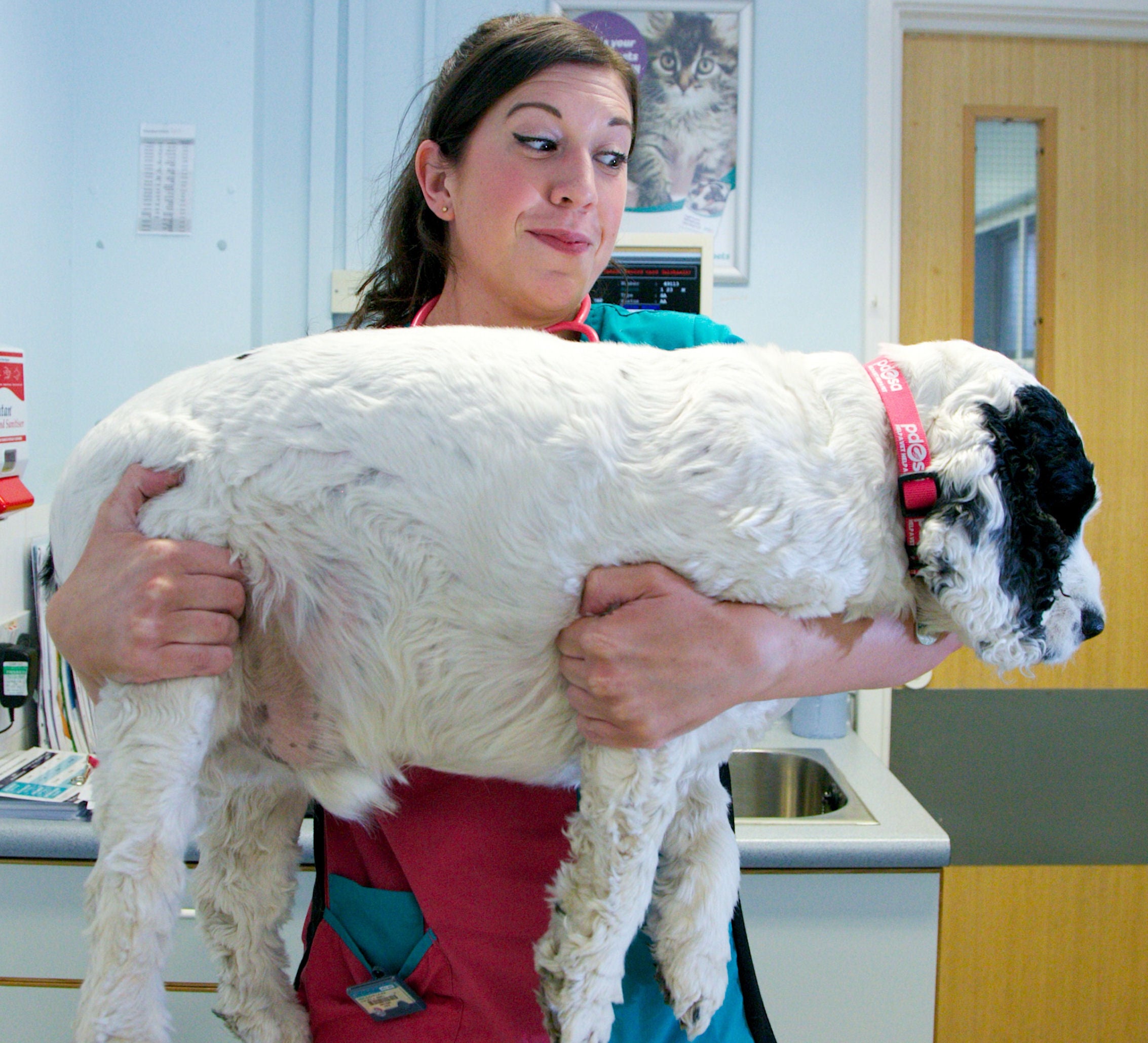 PDSA veterinary nurse Laura Meiklejohn holds Harley, a Cocker Spaniel who has become something of a tourist attracting in his home town of Edinburgh.