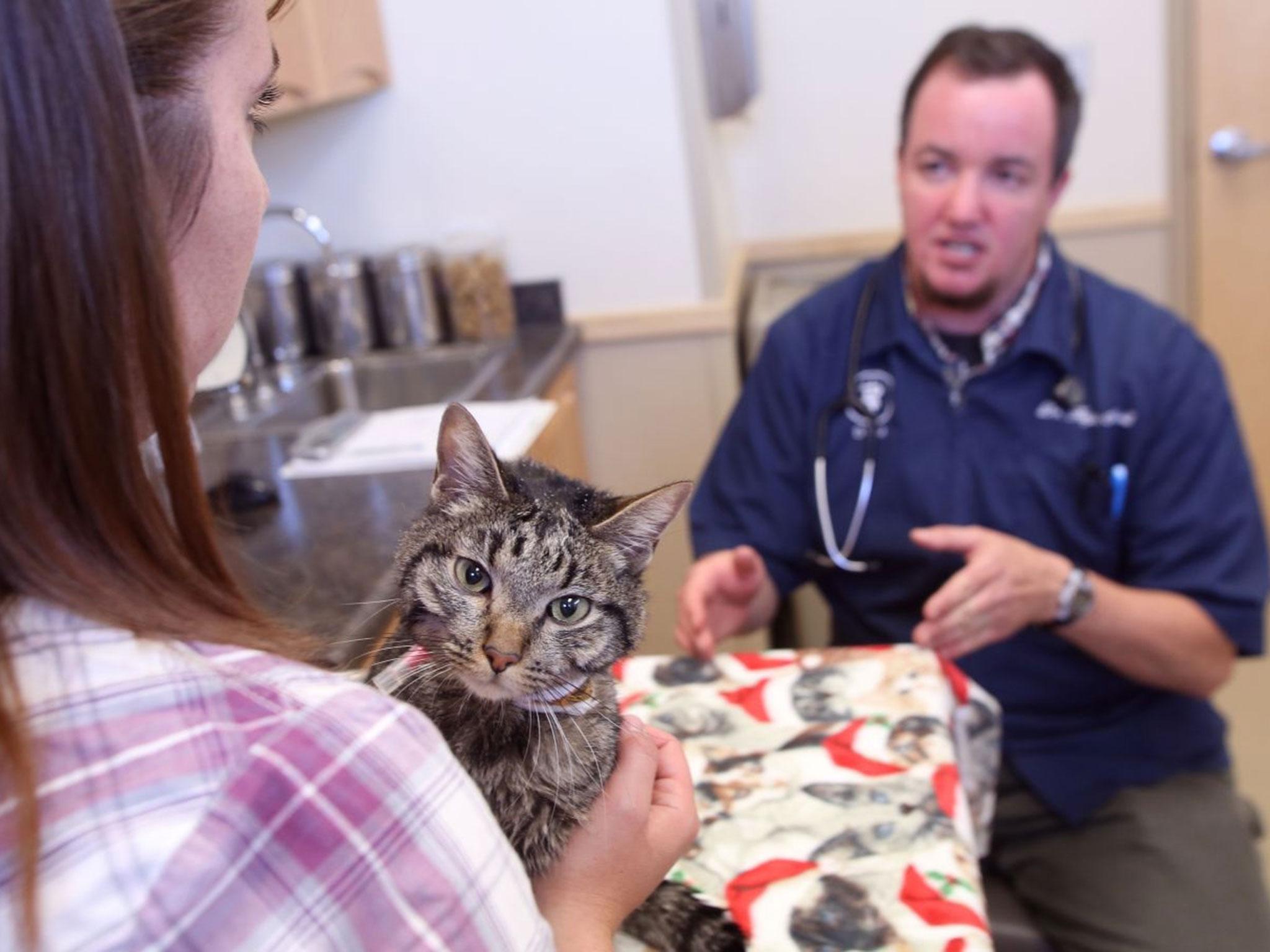 Kymberly Chelf, left, pets her two-year old cat Moosie who survived 64 days trapped inside a futon mattress