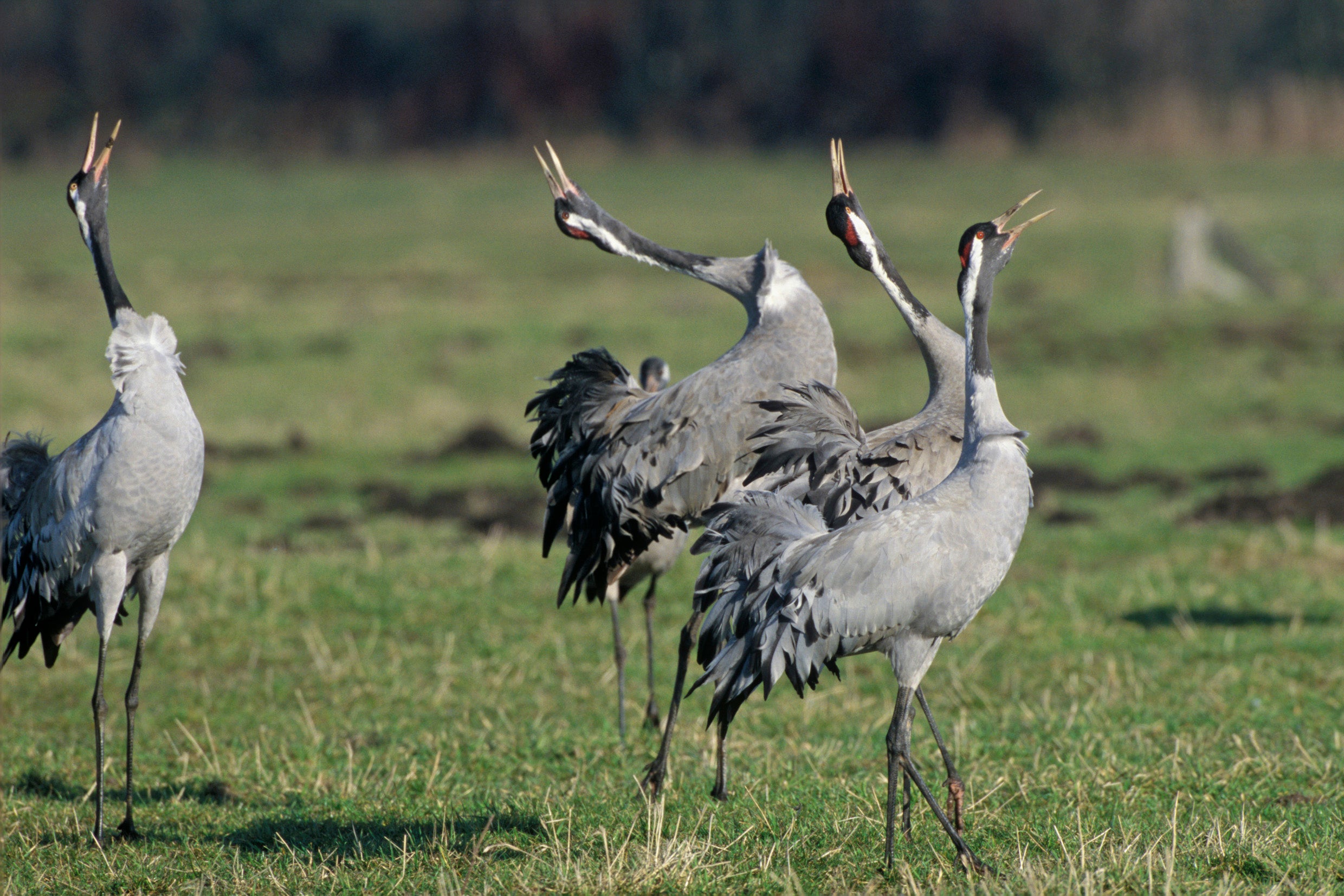 The German government is converting disused military bases into nature reserves especially for rare birds (Dieter Damschen)