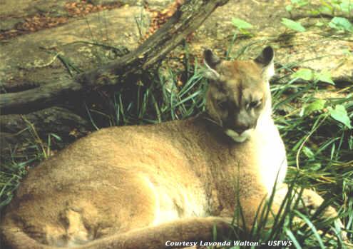 The last Eastern Cougar was seen in 1938 (USFWS)