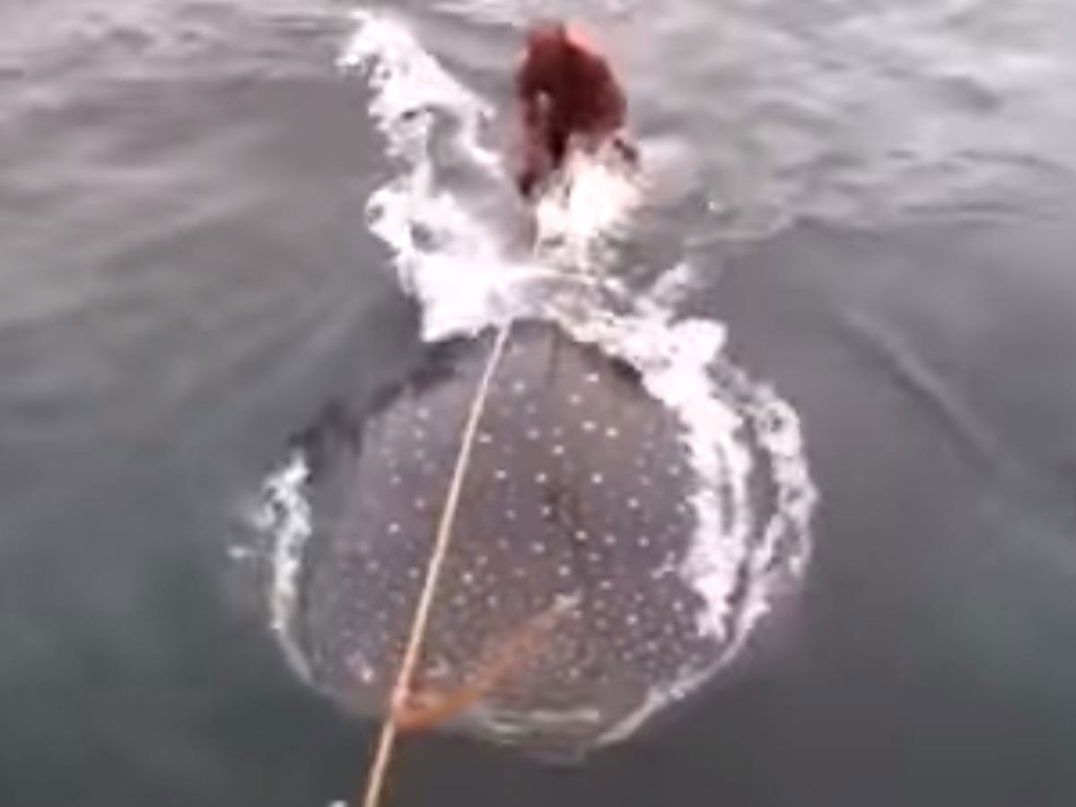 A youtube video shows a man 'surfing' on the back of a whale shark